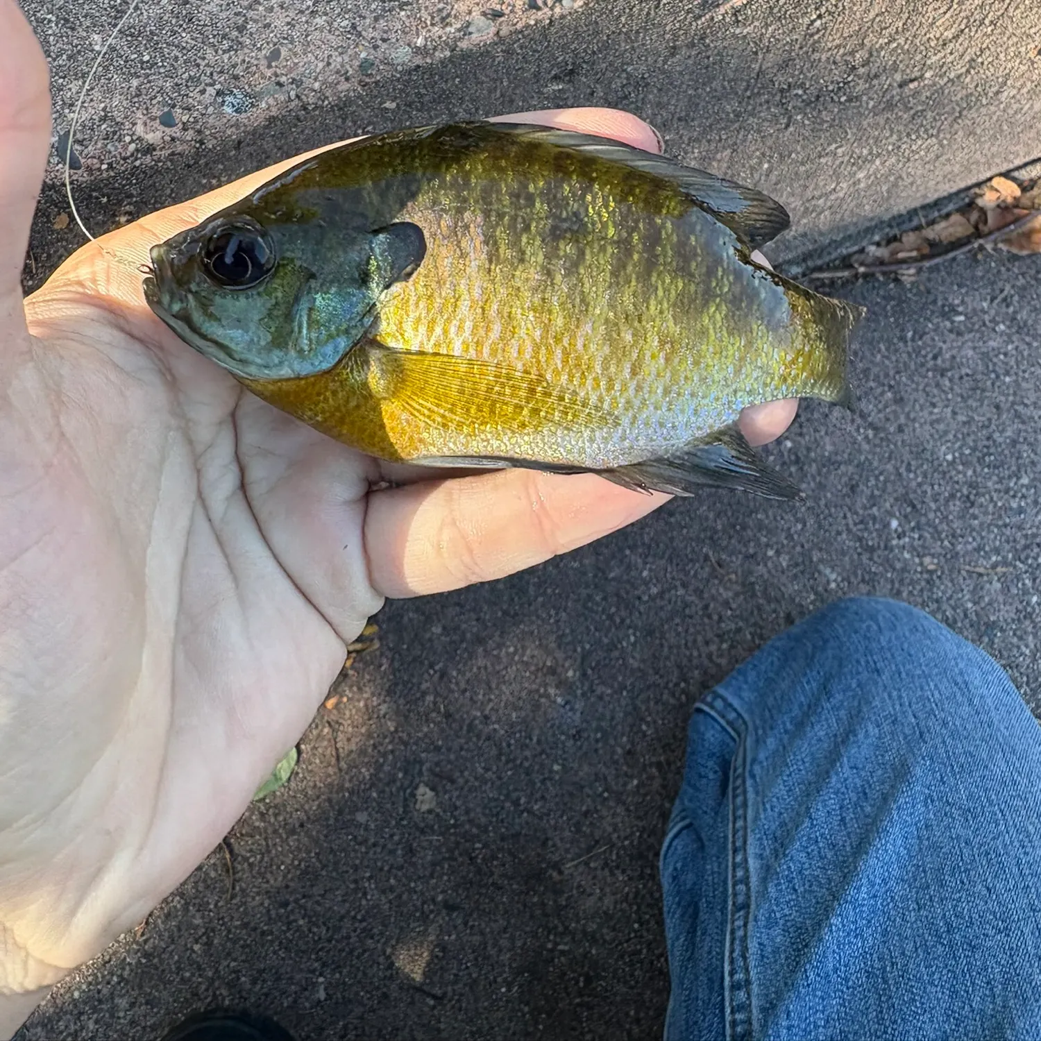 Bluegill caught on Fishbrain