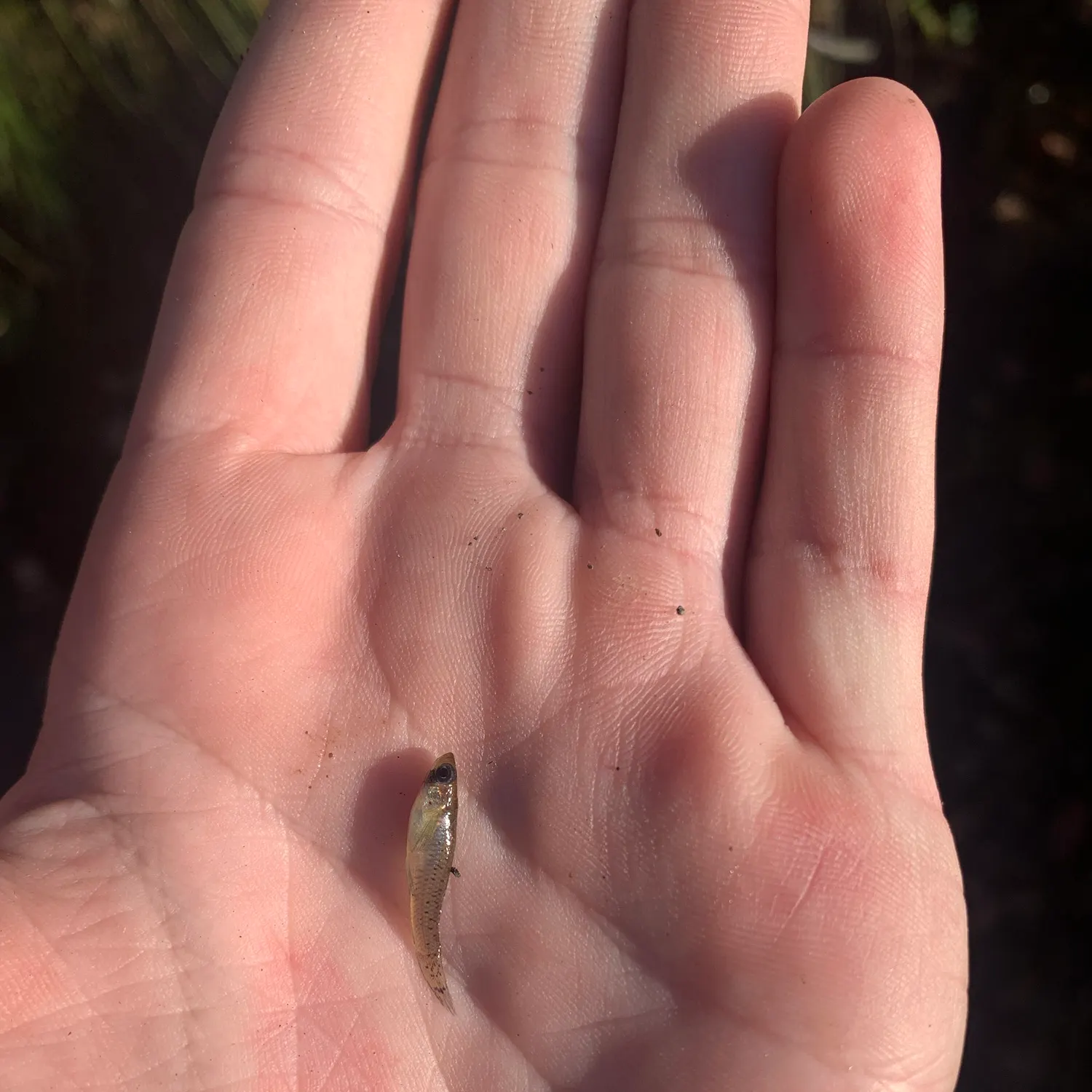 The most recent Eastern mosquitofish catches on Fishbrain