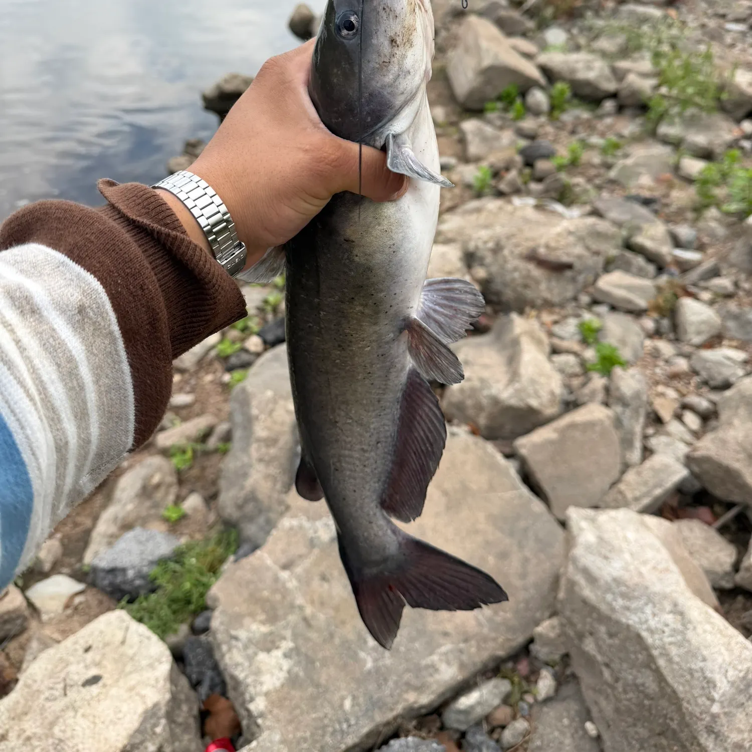 Channel catfish caught on Fishbrain