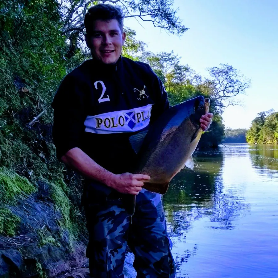 Small-scaled pacu caught on Fishbrain
