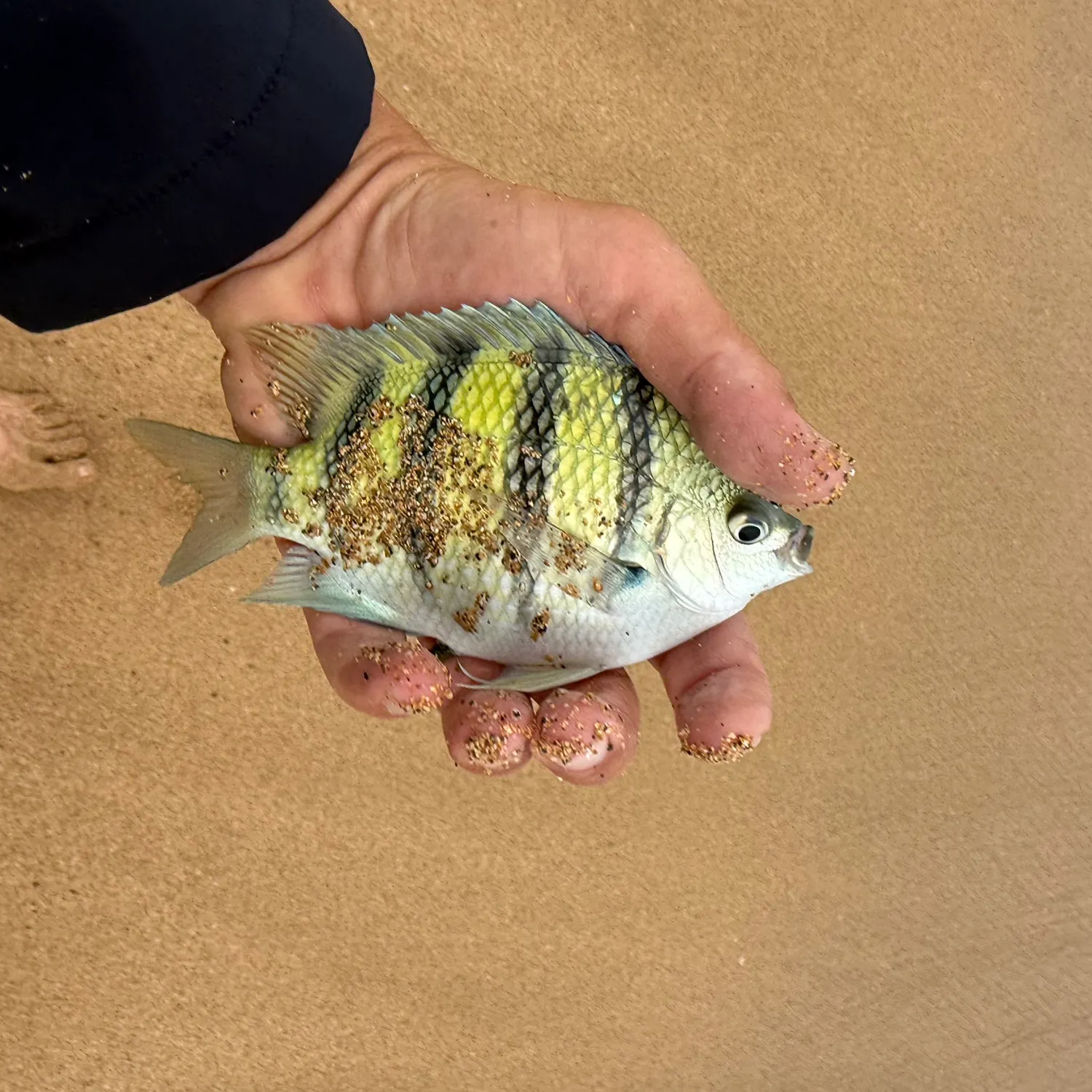 The most recent Hawaiian sergeant major catches on Fishbrain