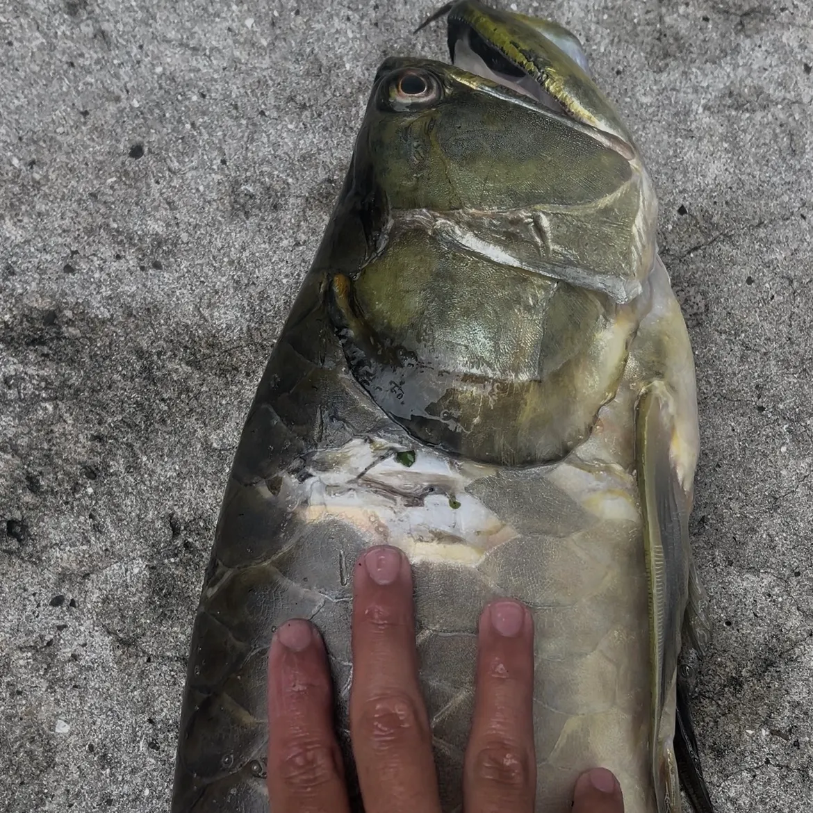 The most recent Silver arowana catches on Fishbrain