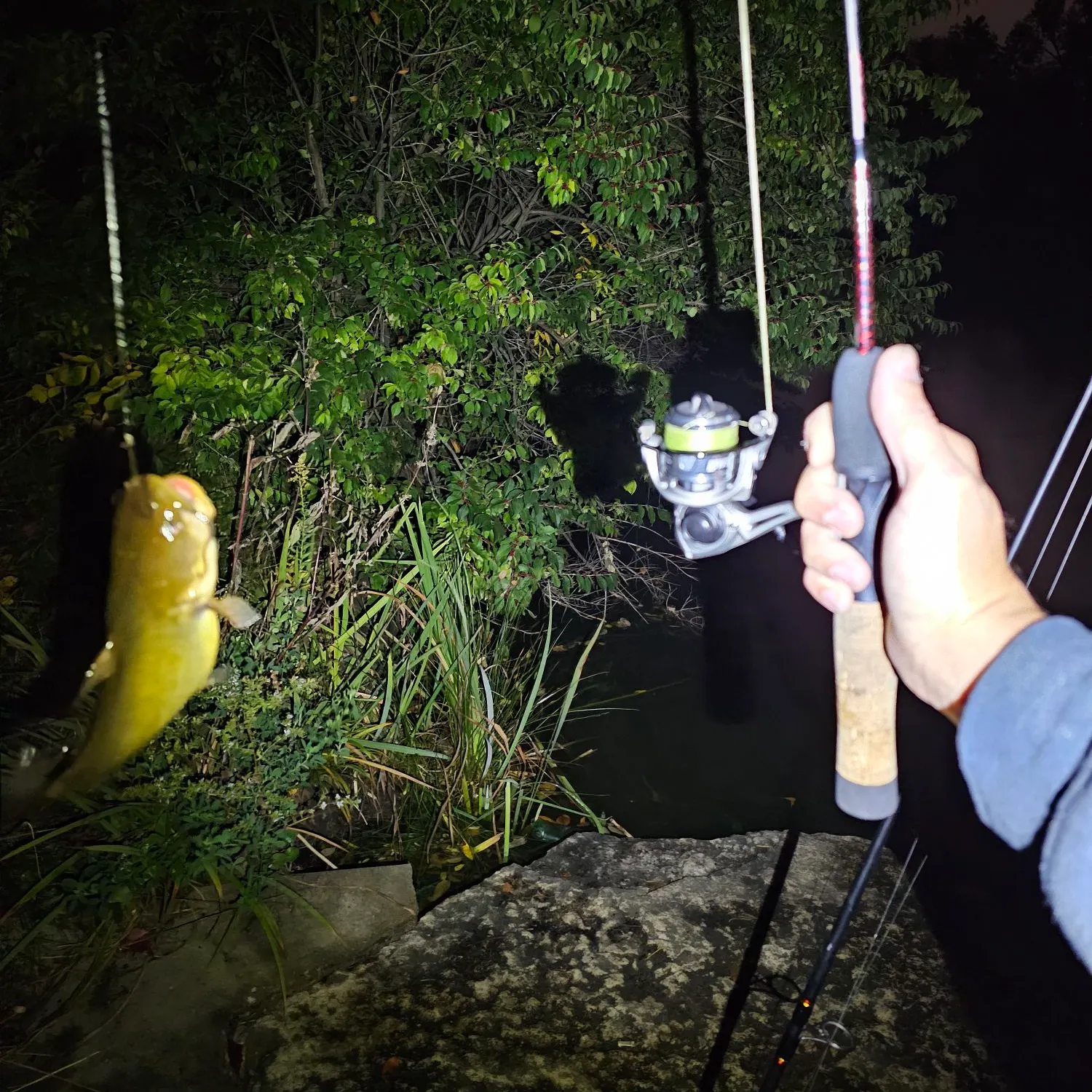 Yellow bullhead caught on Fishbrain
