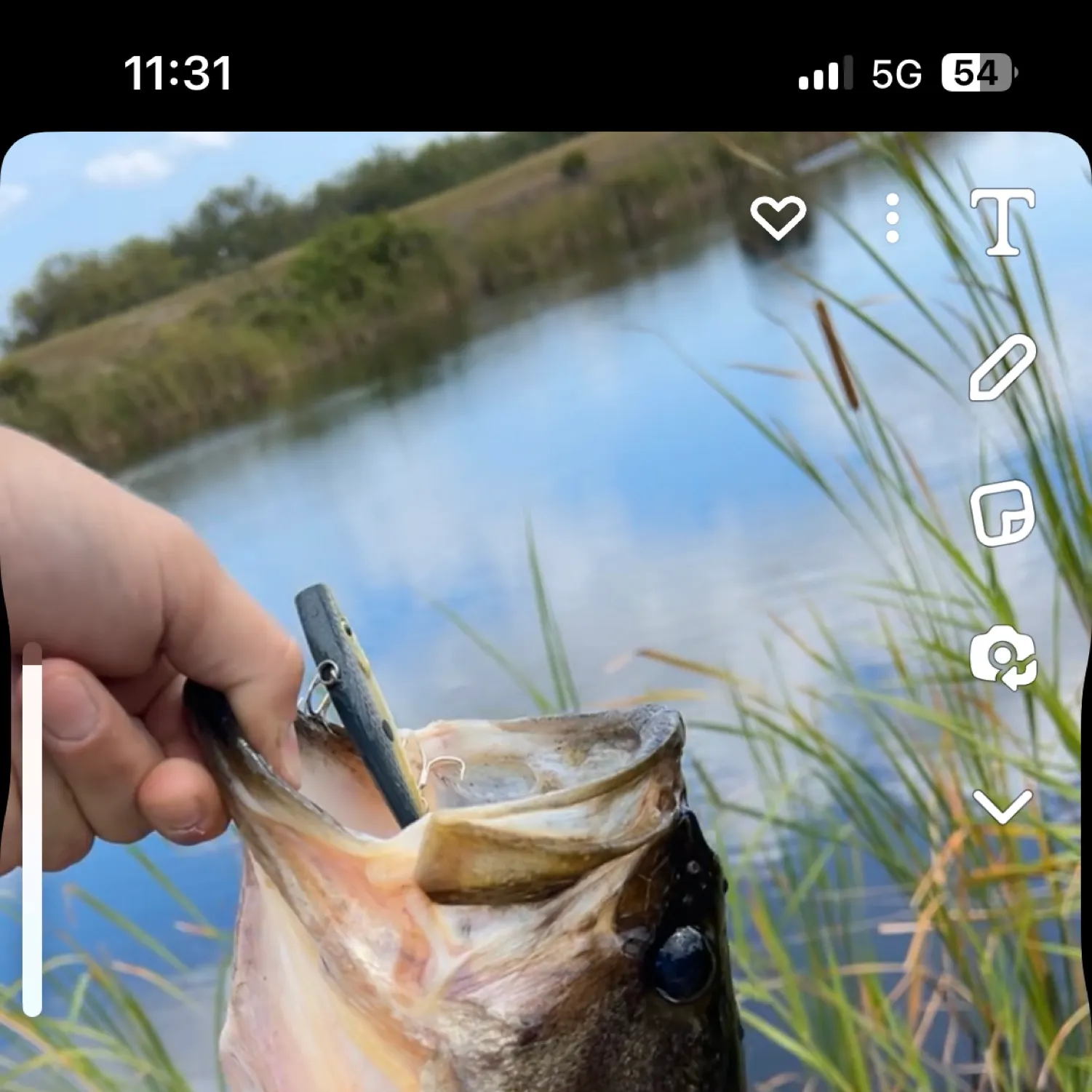 recently logged catches