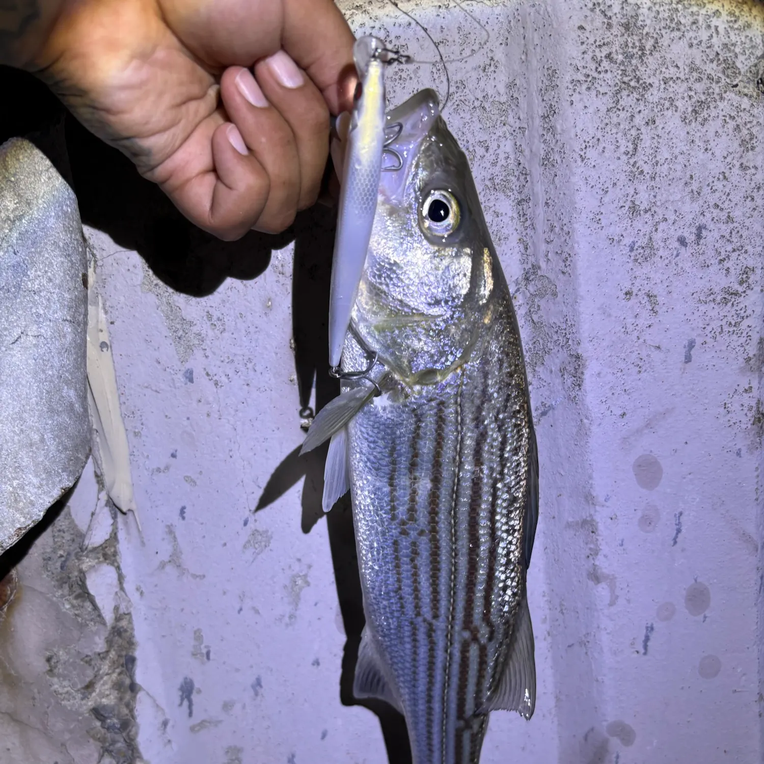 Striped bass caught on Fishbrain