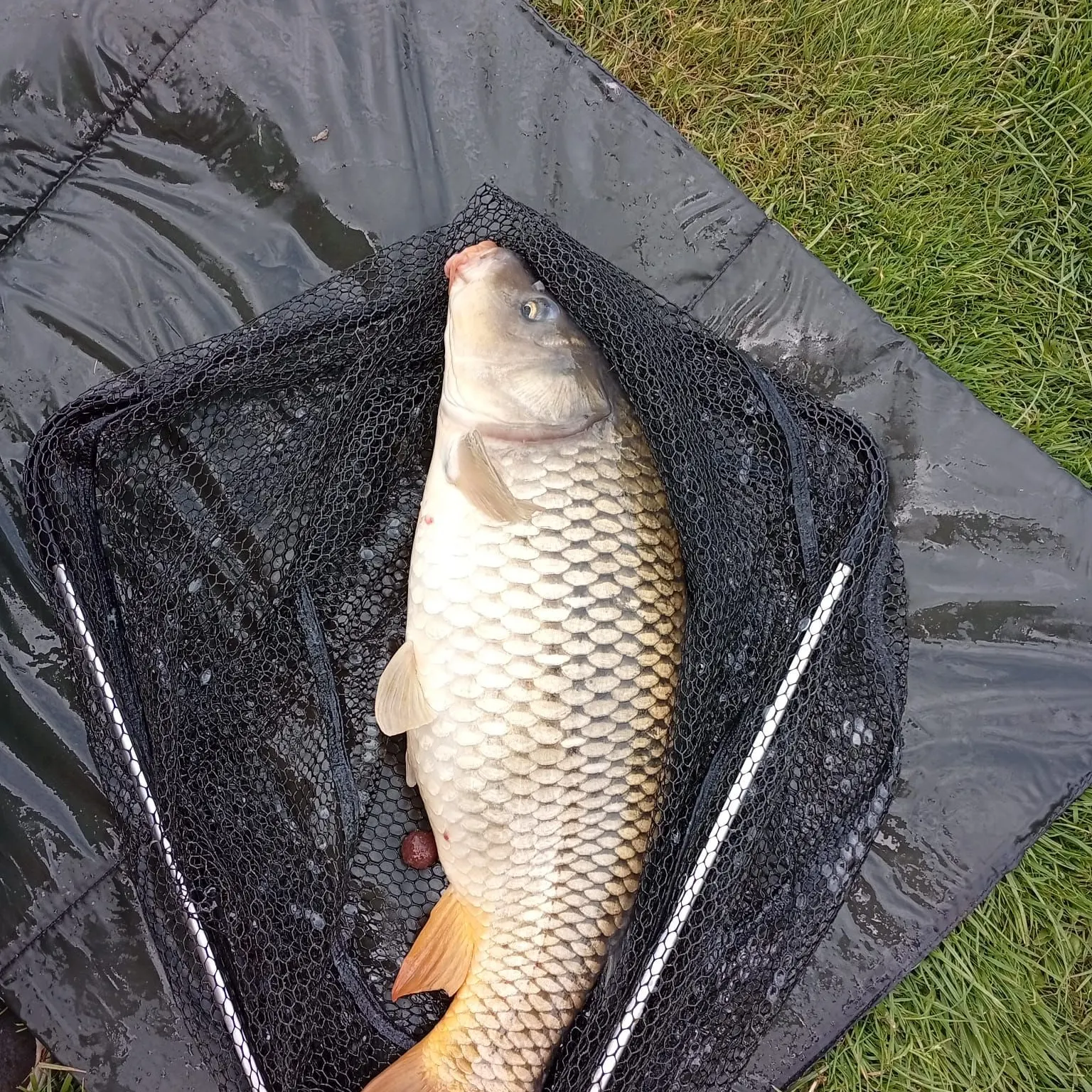 Common carp caught on Fishbrain