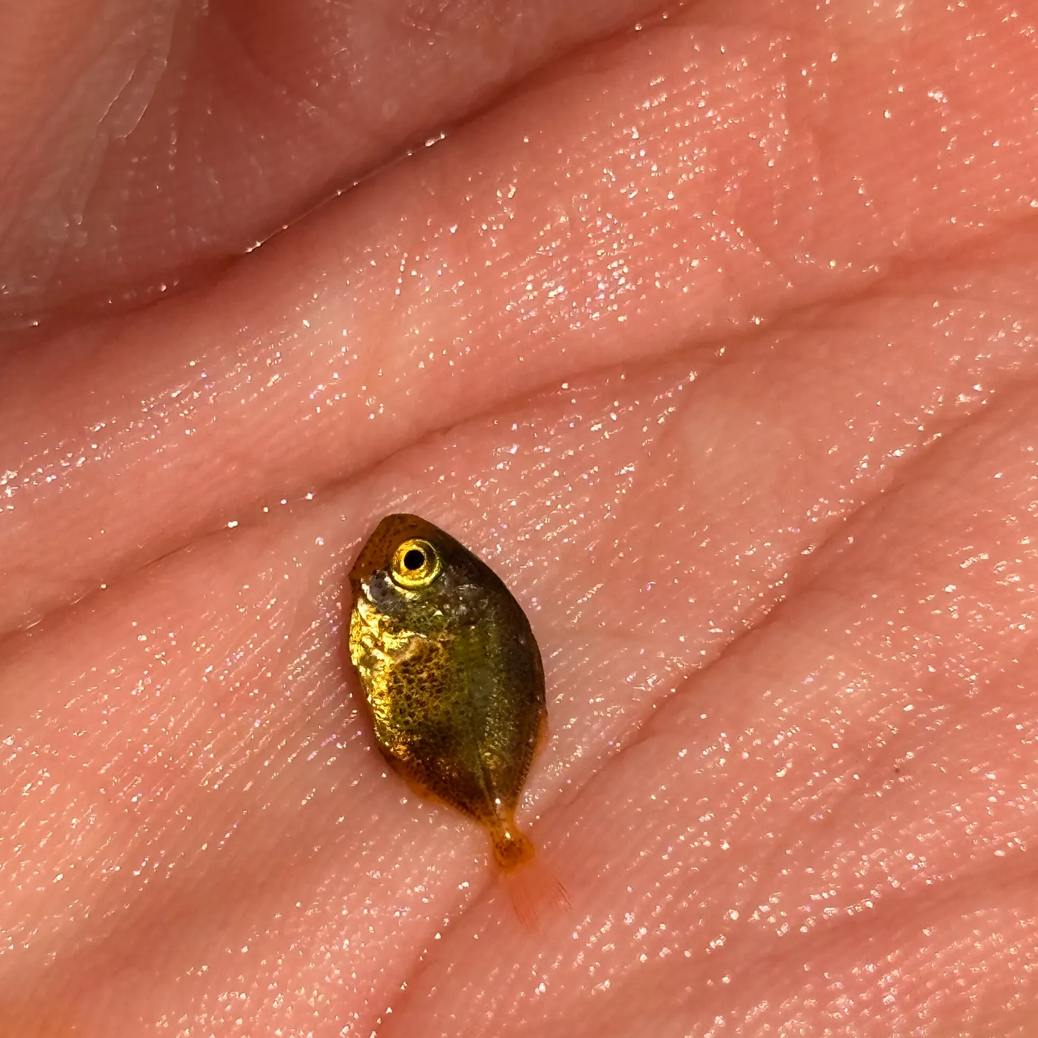 The most recent Planehead filefish catches on Fishbrain