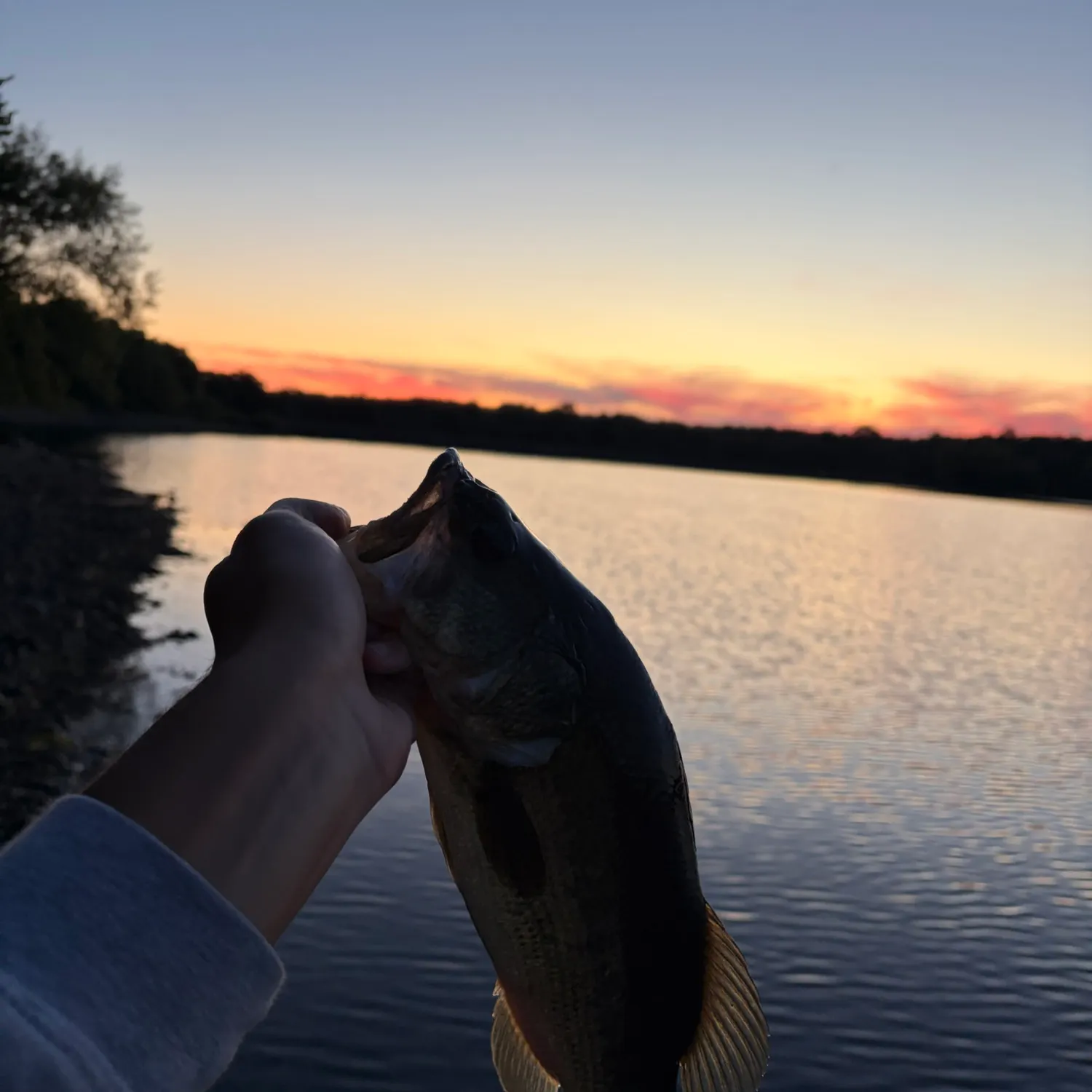 Largemouth bass caught on Fishbrain