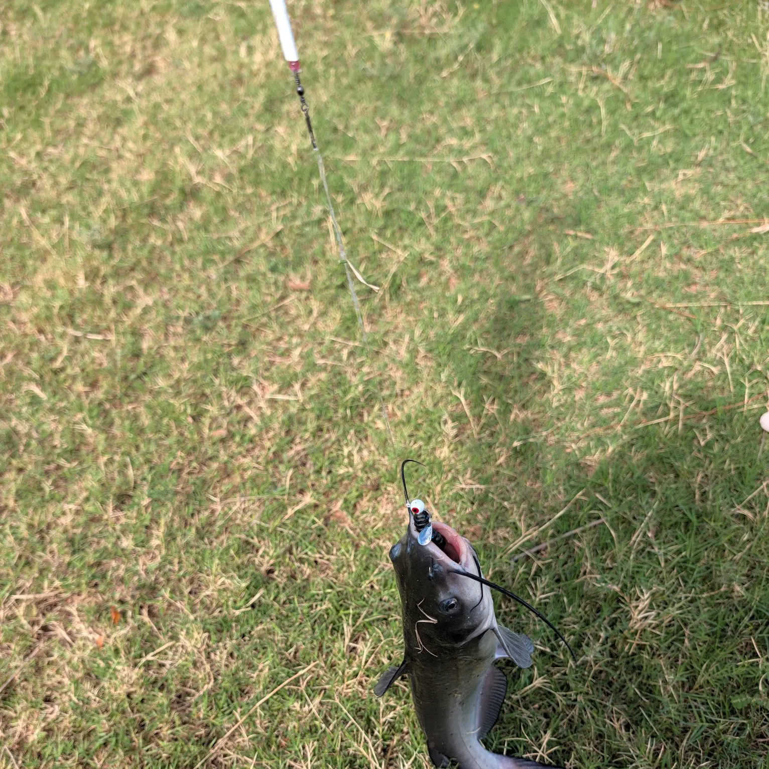 Channel catfish caught on Fishbrain