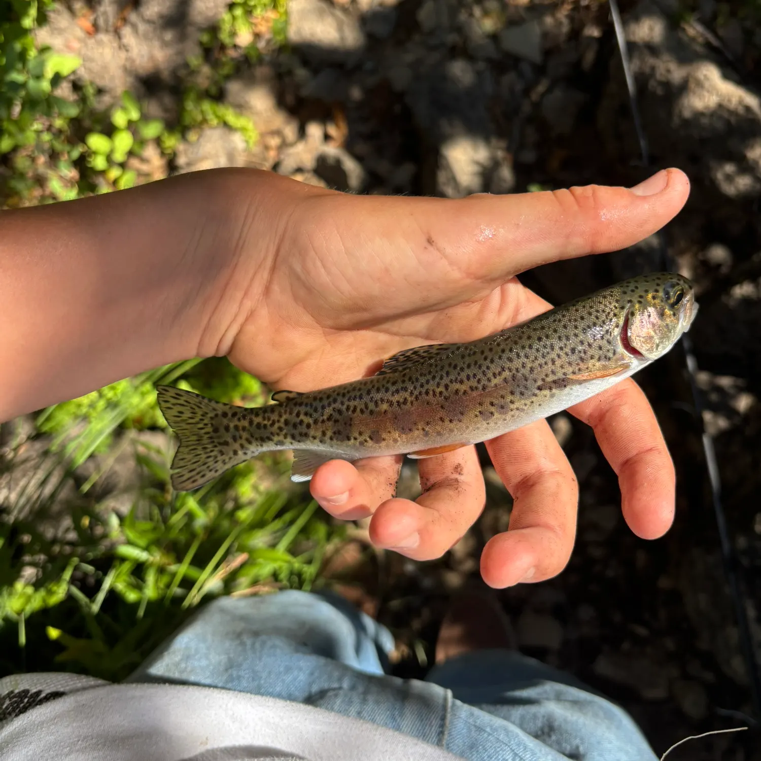 The most recent McCloud river redband trout catches on Fishbrain