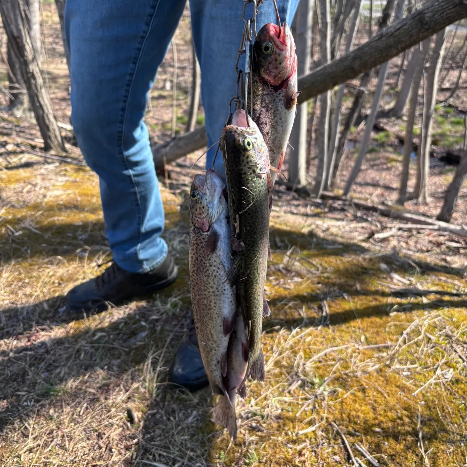 Rainbow trout caught on Fishbrain