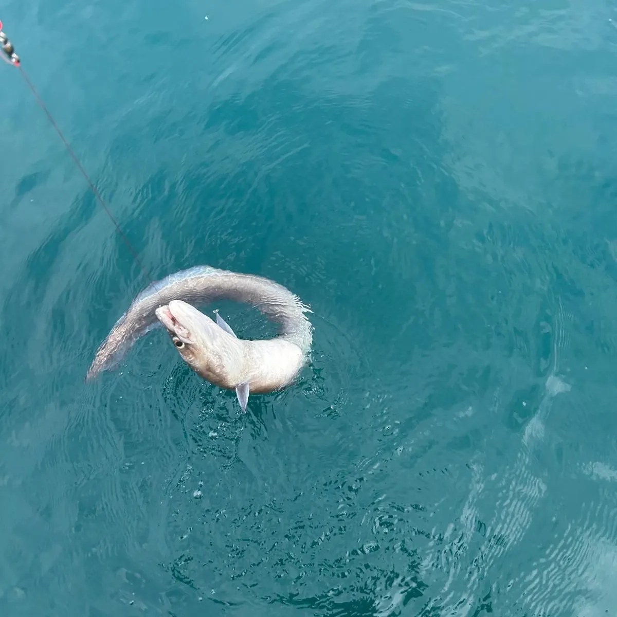 The most recent European conger catches on Fishbrain