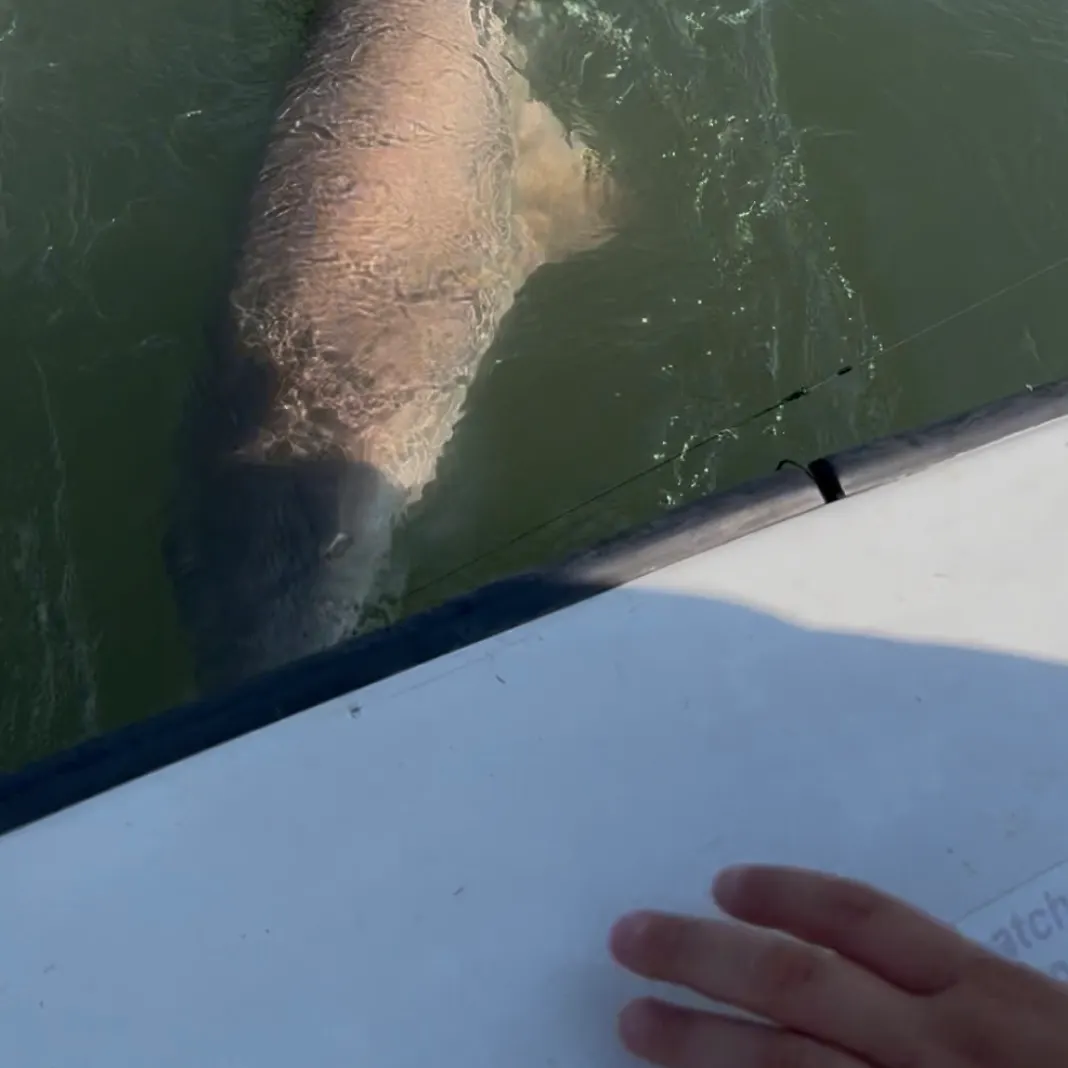 The most recent Sand tiger shark catches on Fishbrain