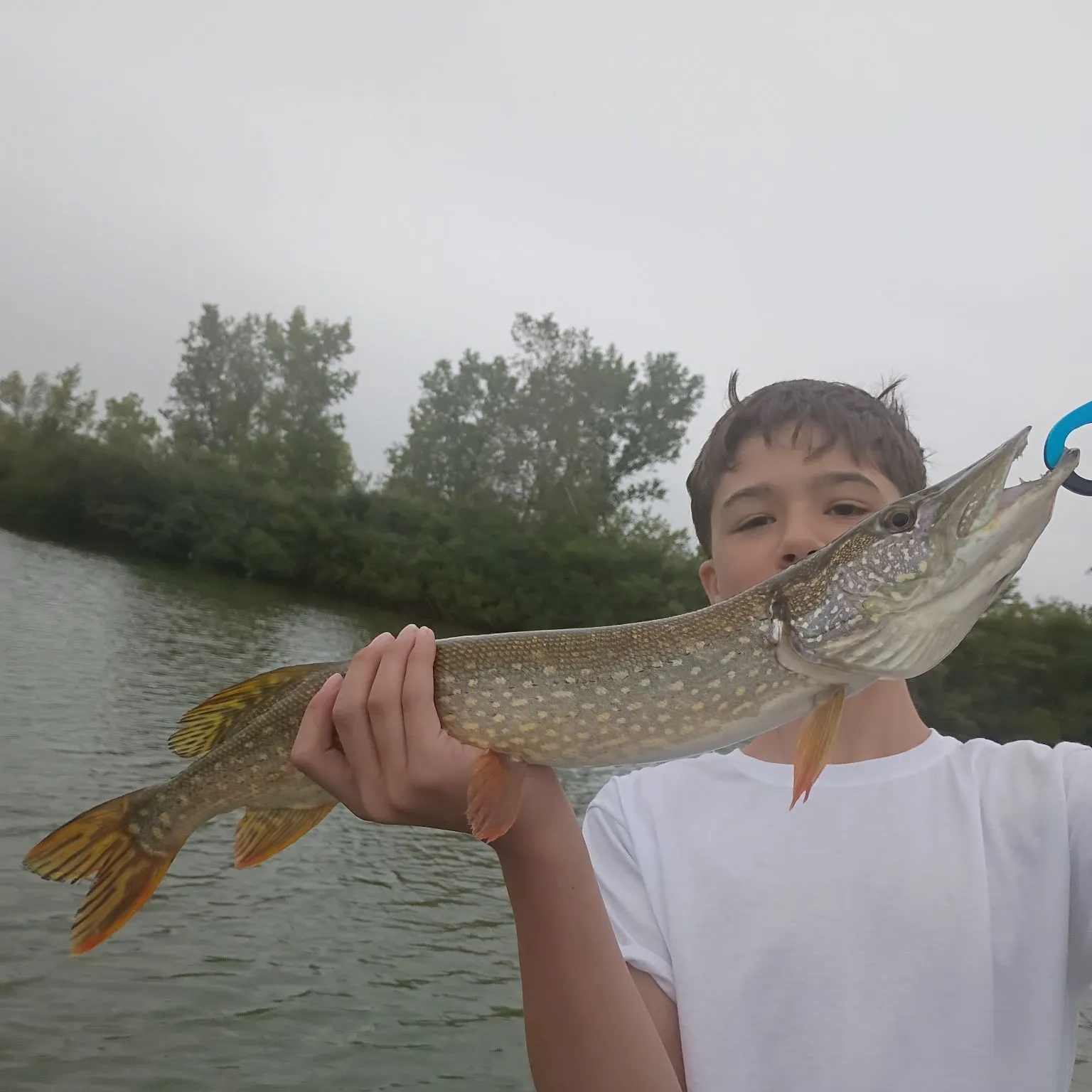 Northern pike caught on Fishbrain
