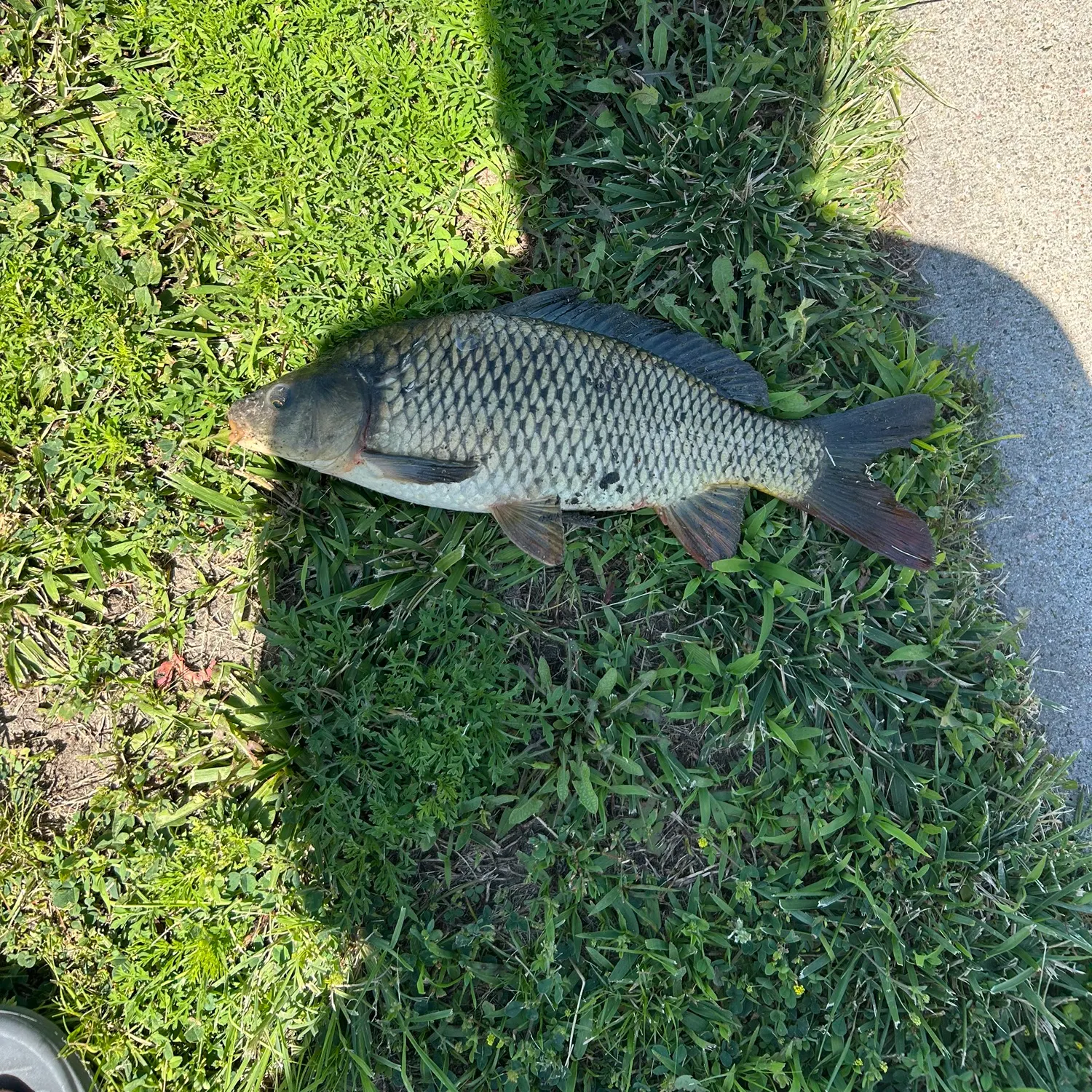 Common carp caught on Fishbrain