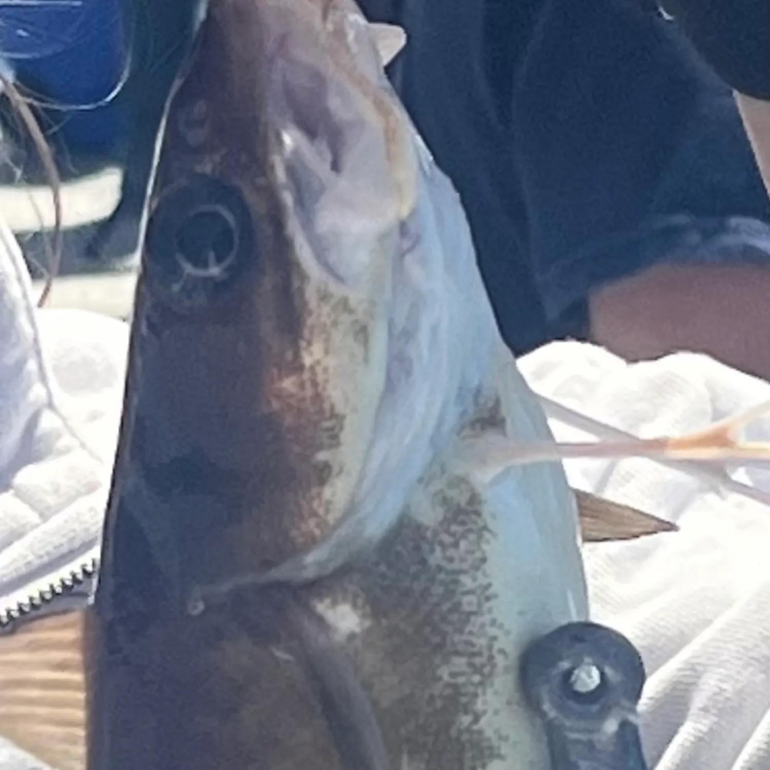most liked catch image