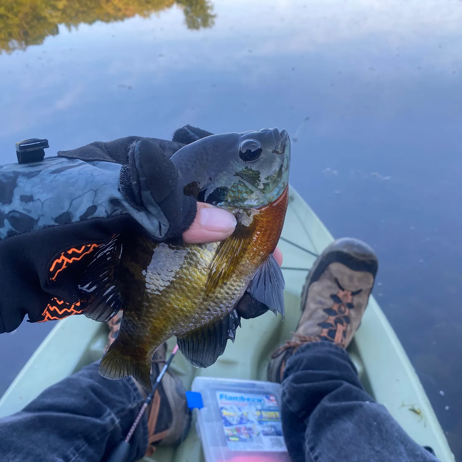 Bluegill caught on Fishbrain