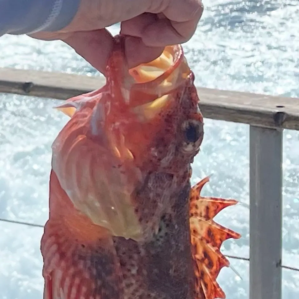 The most recent California scorpionfish catches on Fishbrain