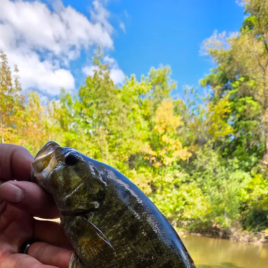 Smallmouth bass caught on Fishbrain