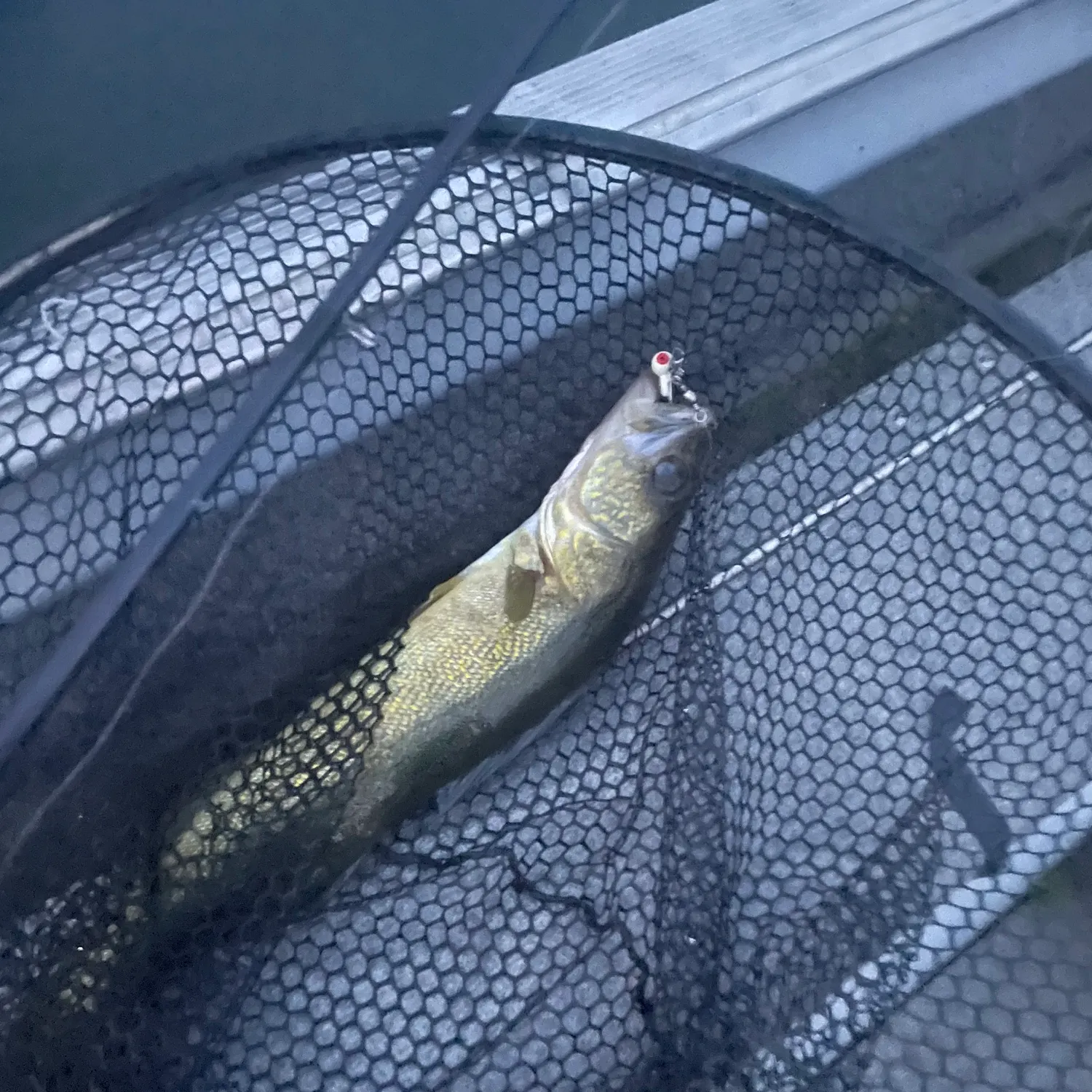 Walleye caught on Fishbrain
