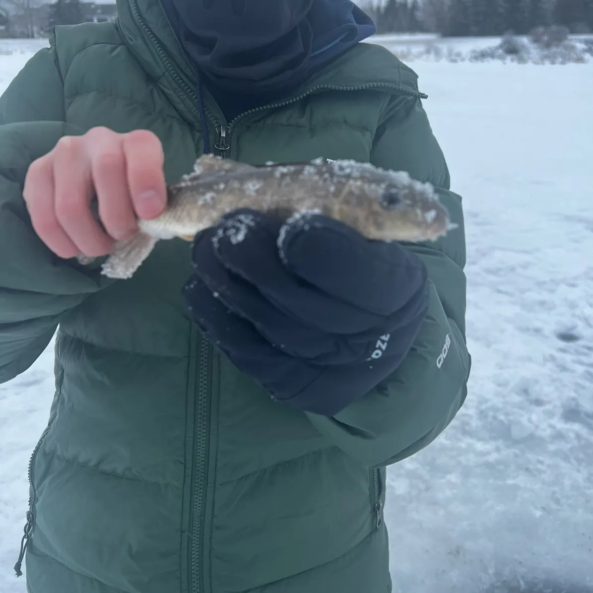 The most recent White sucker catches on Fishbrain