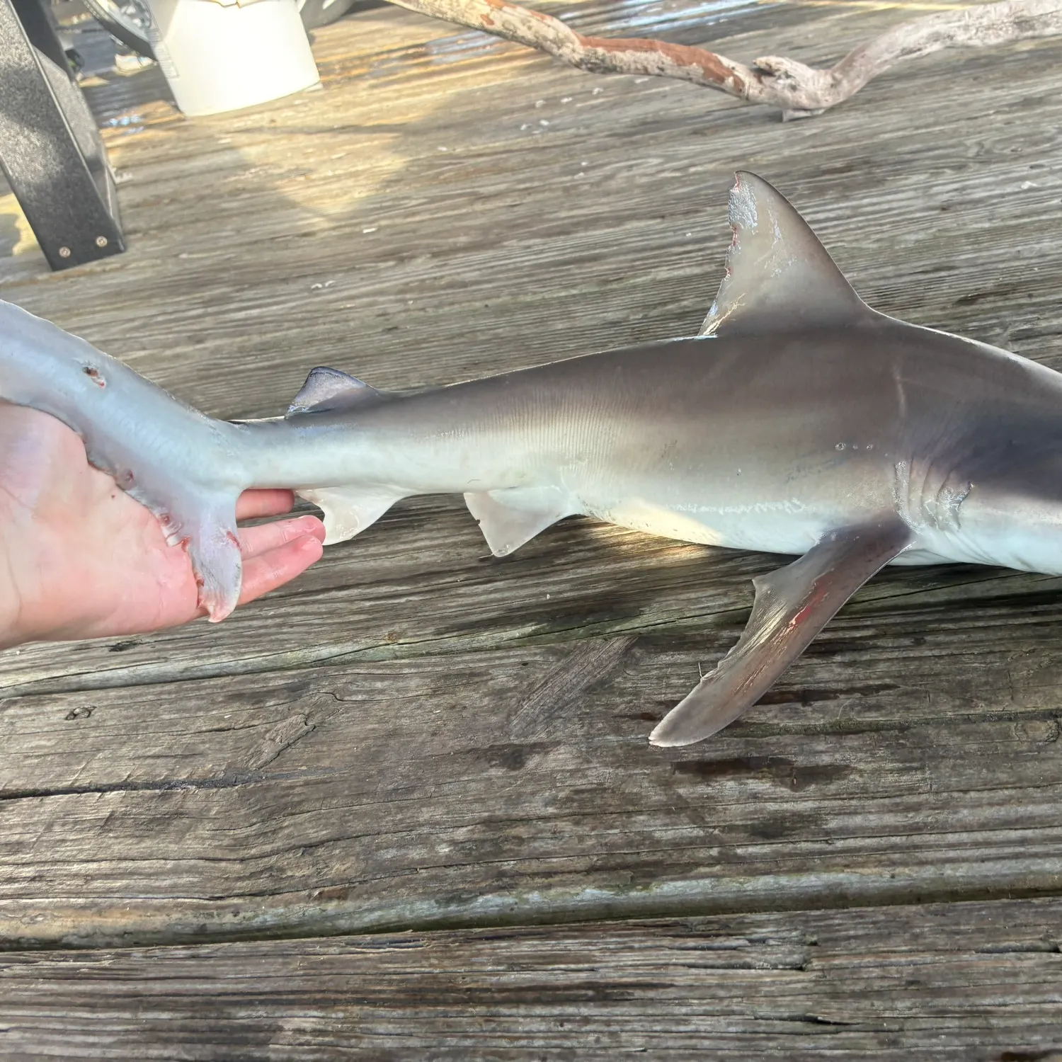 The most recent Sandbar shark catches on Fishbrain