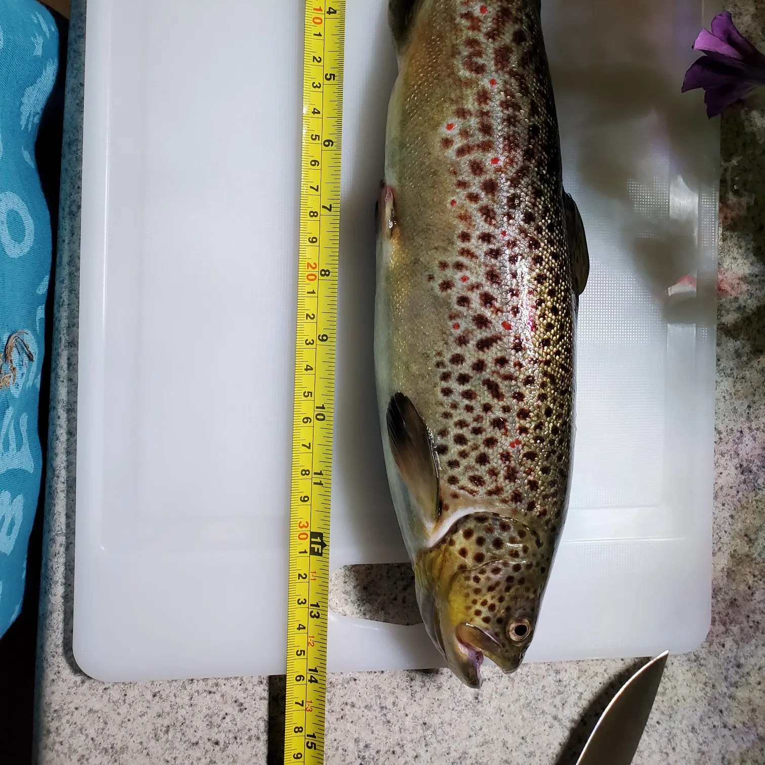 angler catch