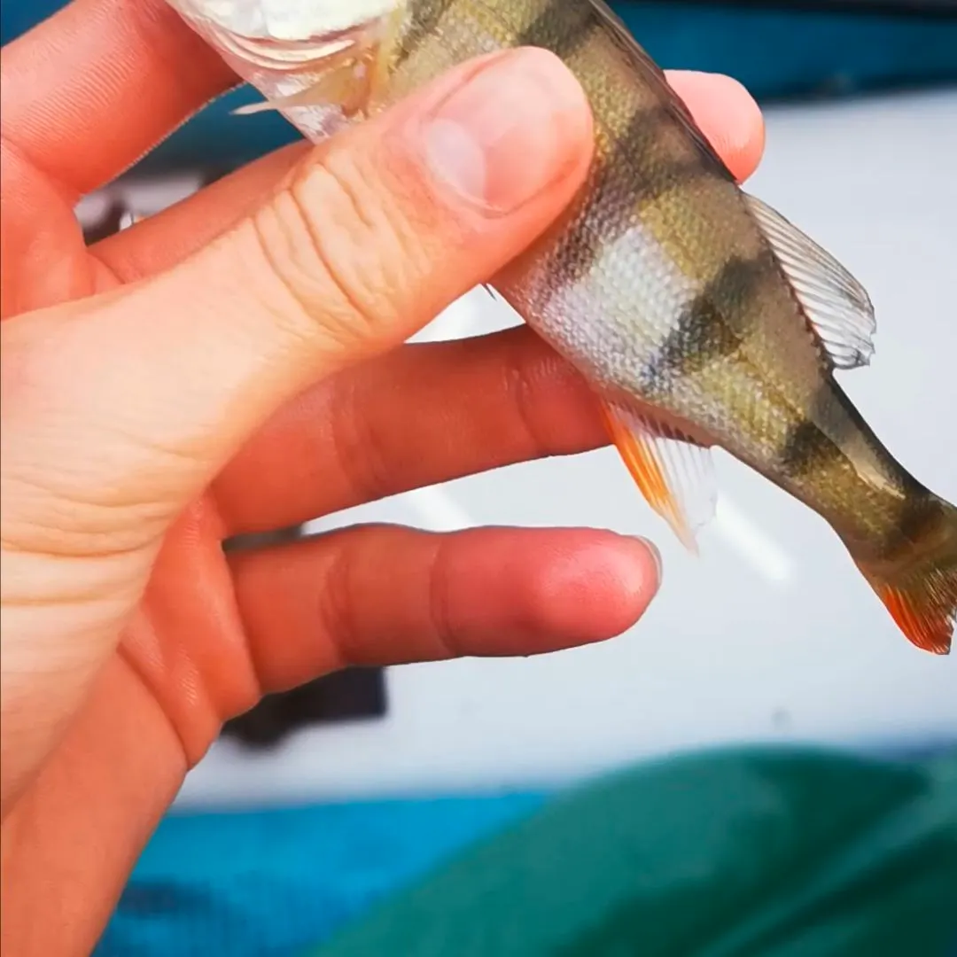 European perch caught on Fishbrain