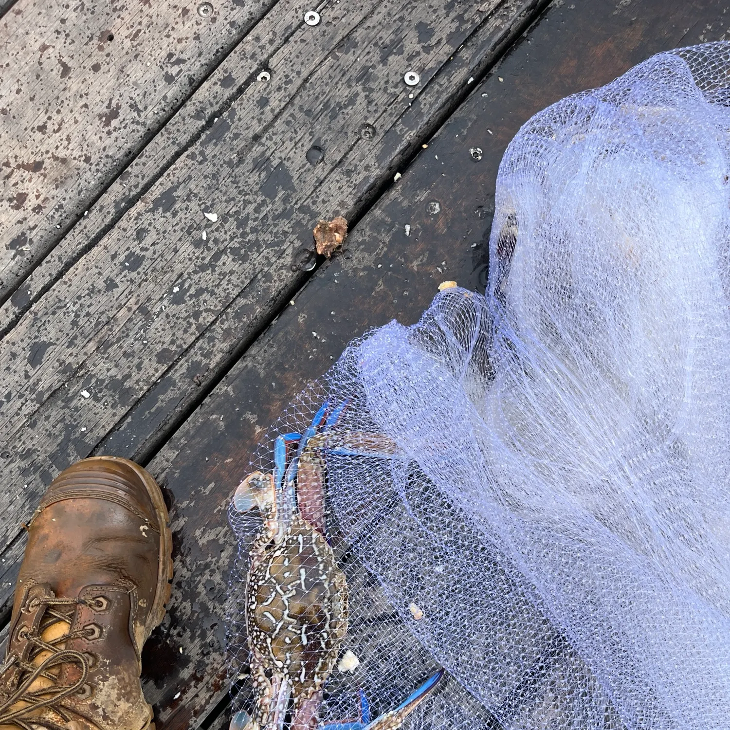 Blue swimmer crab caught on Fishbrain