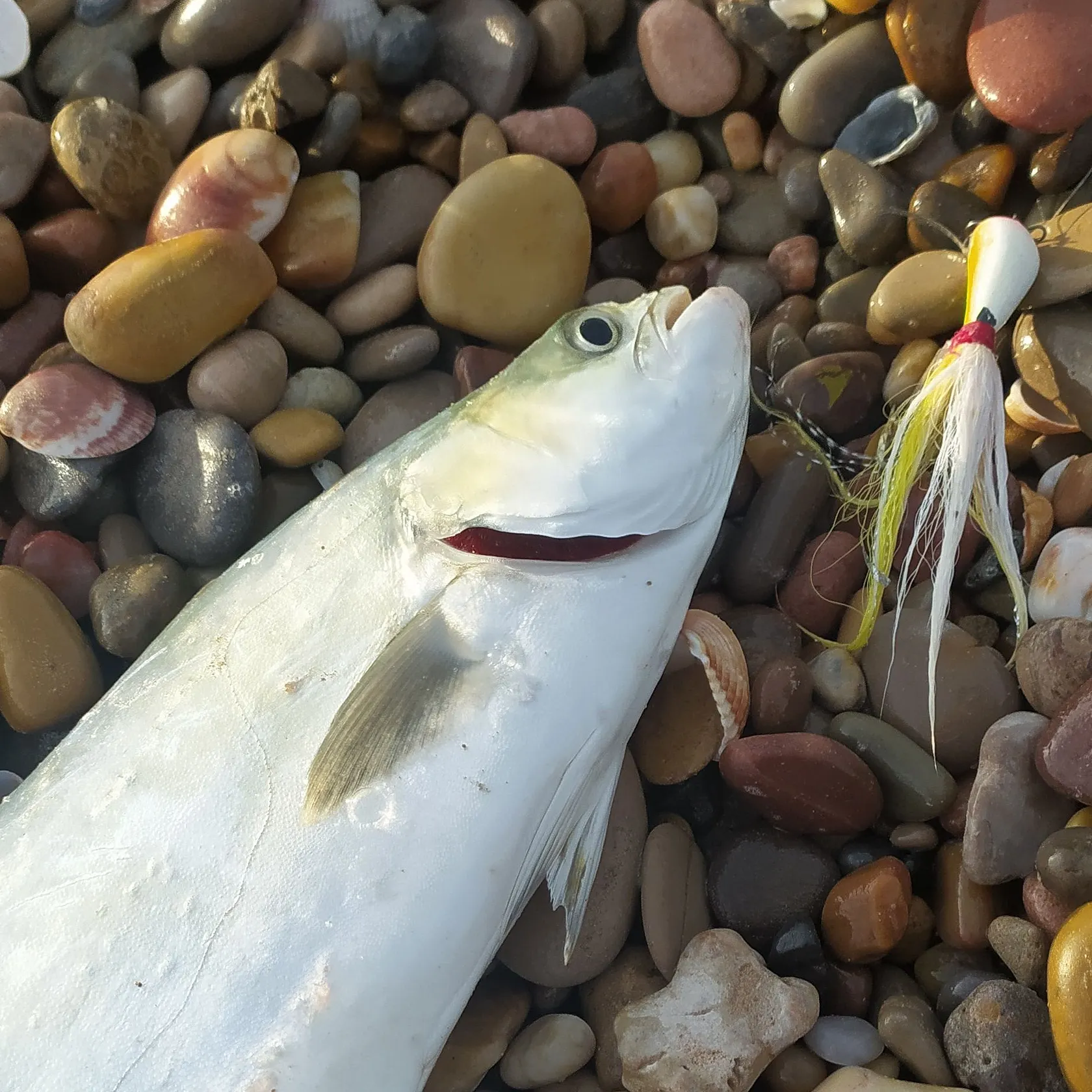 The most recent Leerfish catches on Fishbrain
