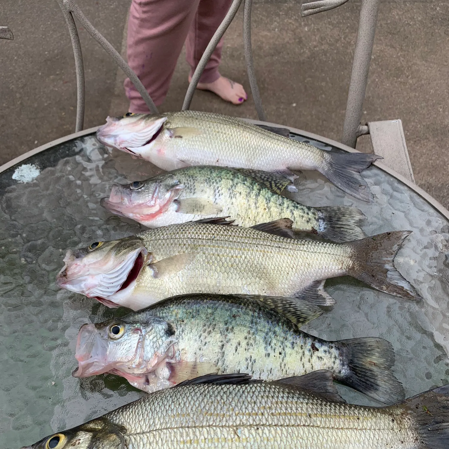 recently logged catches