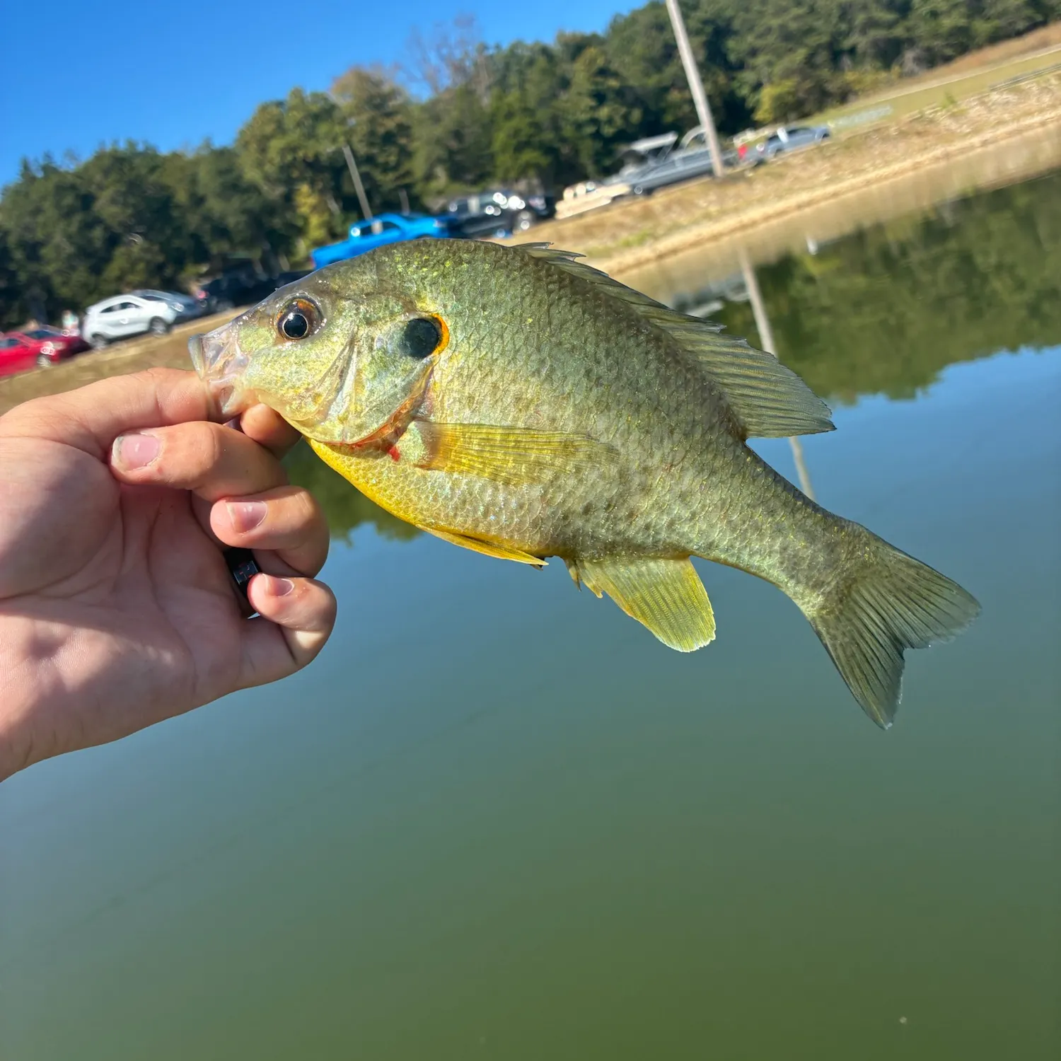 Redear sunfish caught on Fishbrain