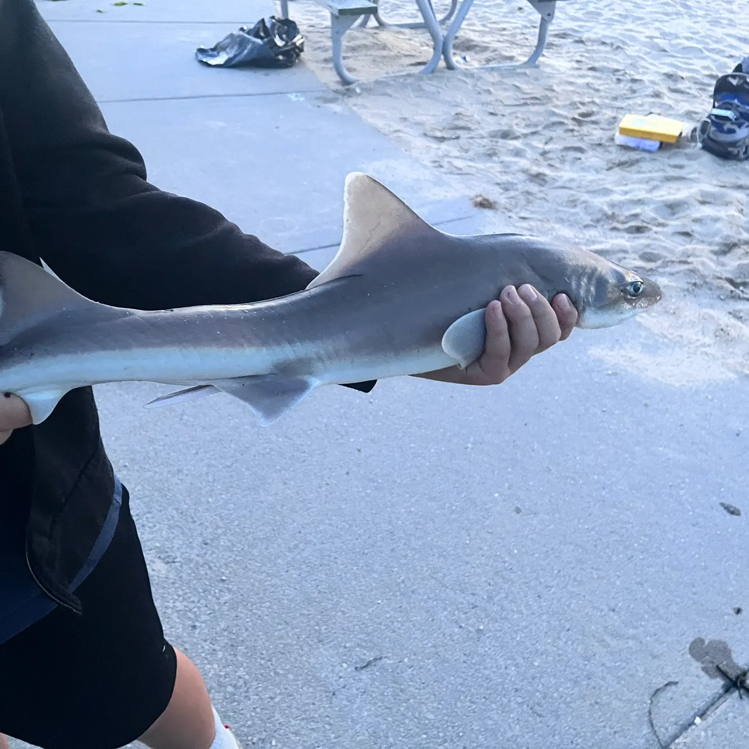 Dusky smooth-hound caught on Fishbrain