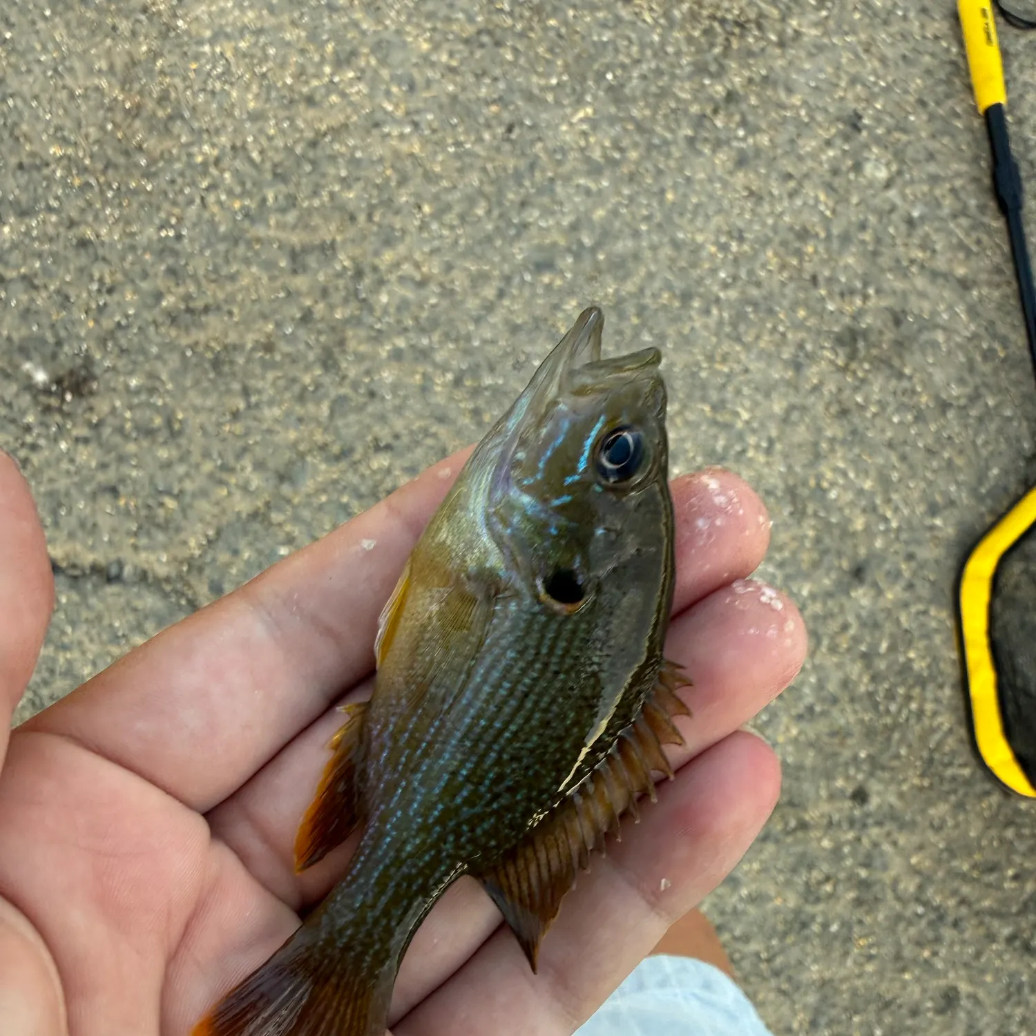 Greengill hybrid caught on Fishbrain