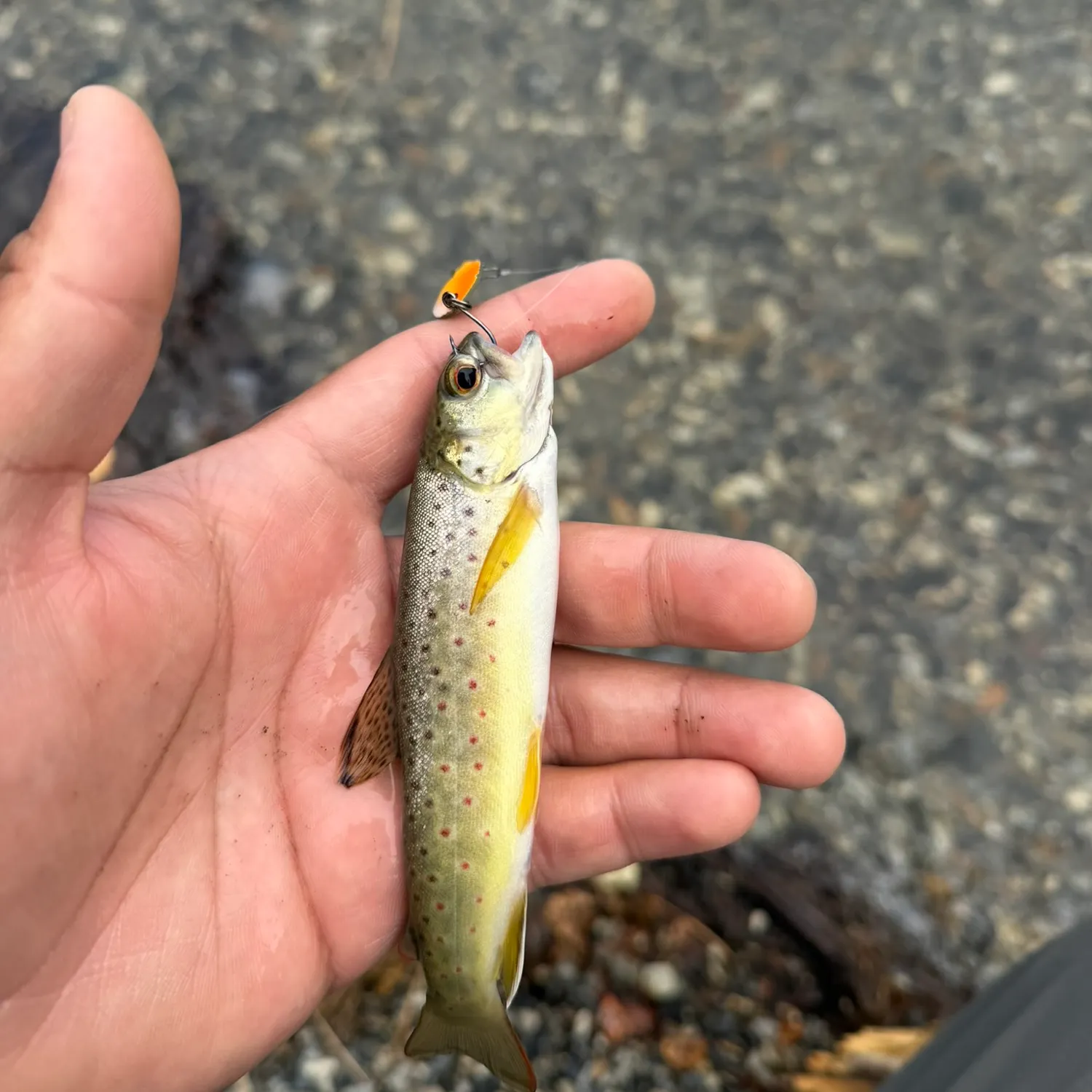 Rainbow trout caught on Fishbrain