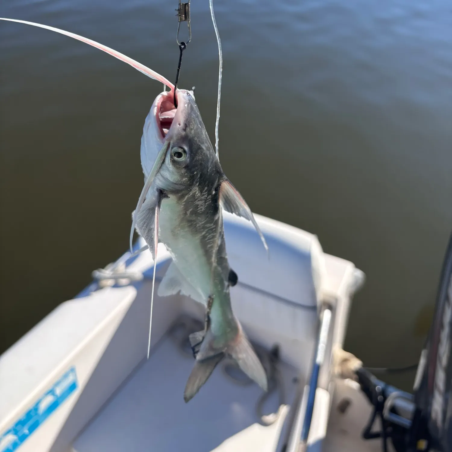 Gafftopsail sea catfish caught on Fishbrain