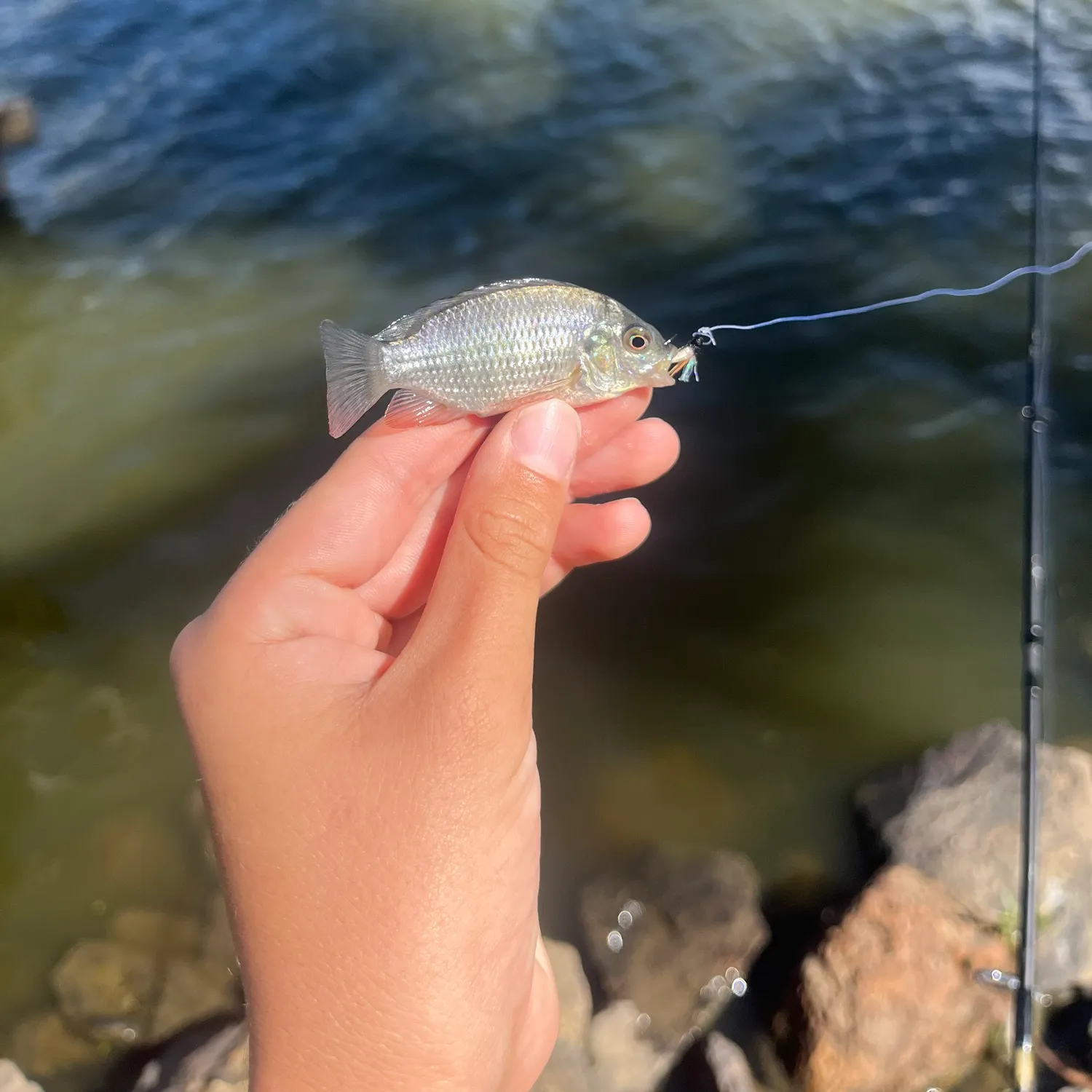 The most recent Redbreast tilapia catches on Fishbrain