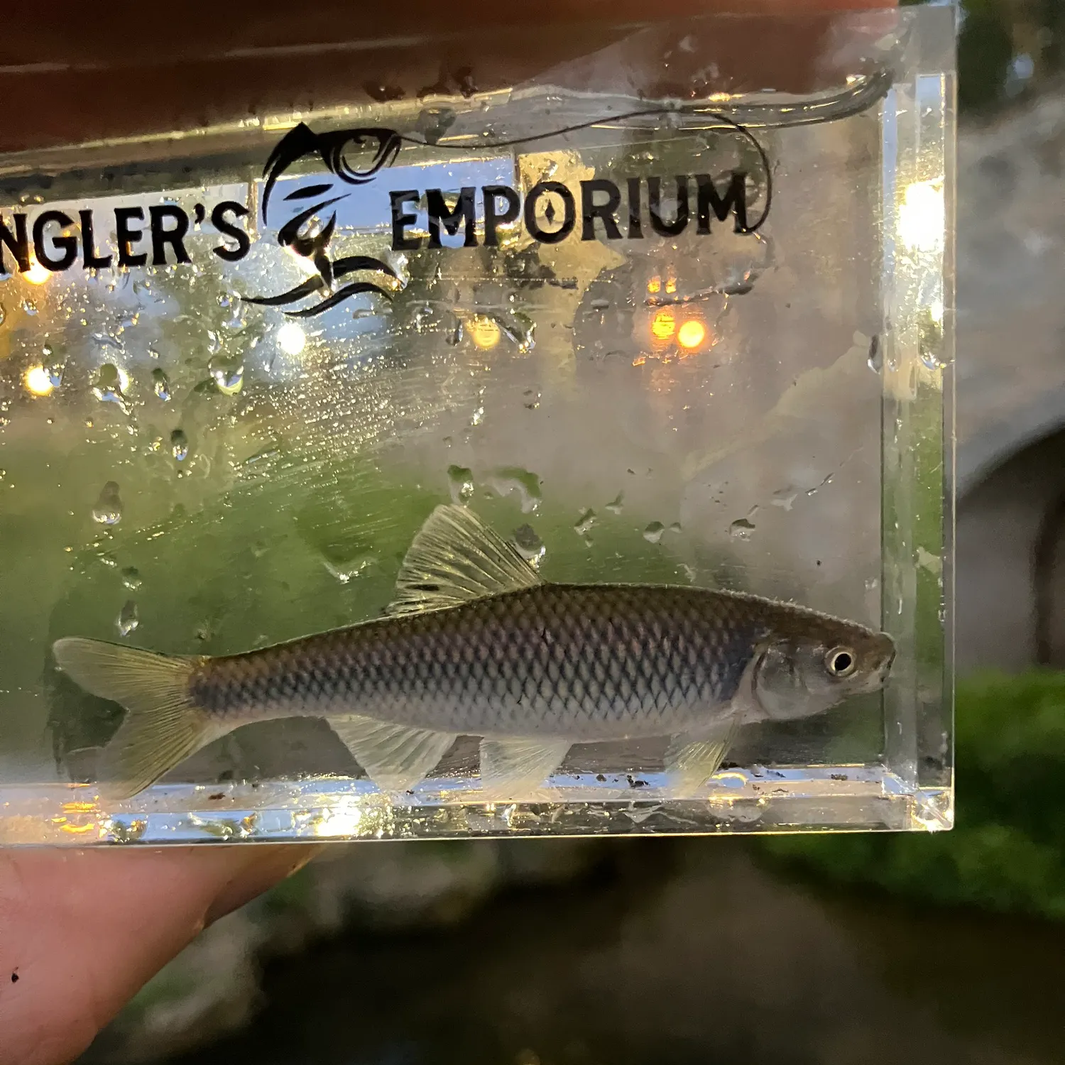The most recent Spotfin shiner catches on Fishbrain