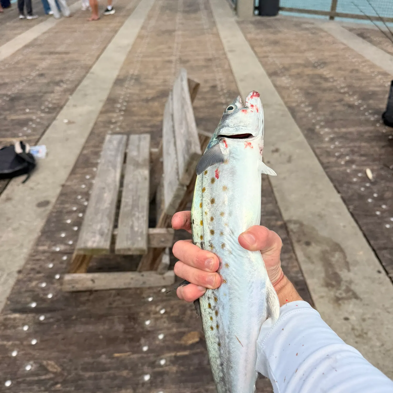 Spanish mackerel caught on Fishbrain