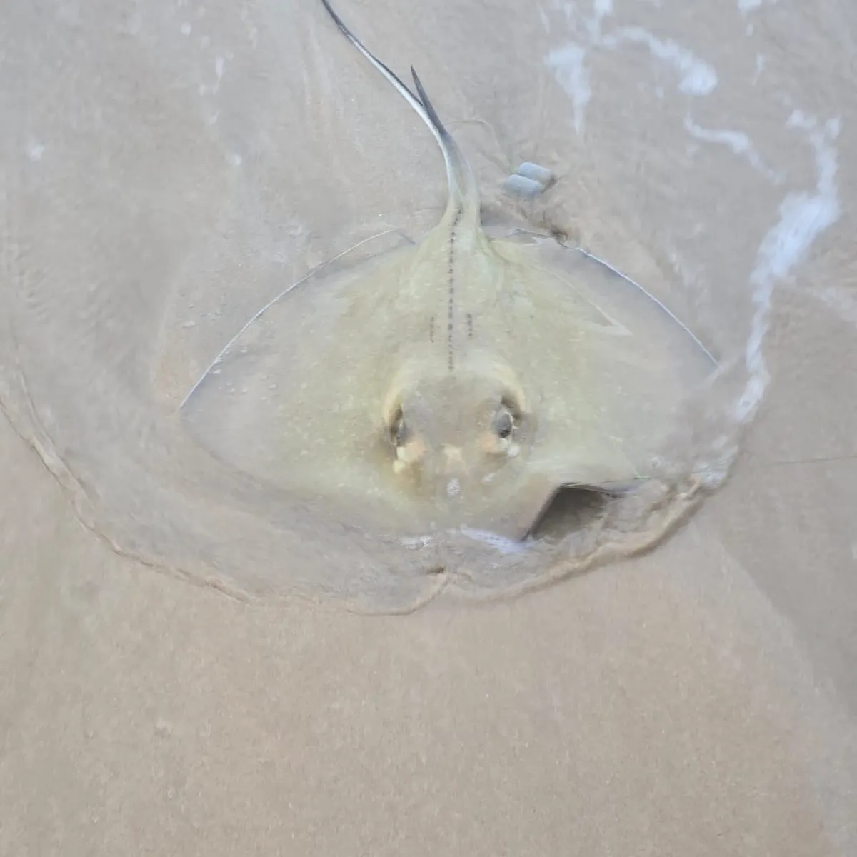 The most recent Southern stingray catches on Fishbrain