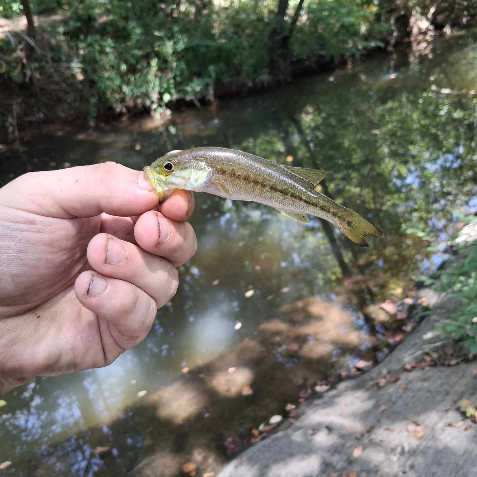Spotted bass caught on Fishbrain