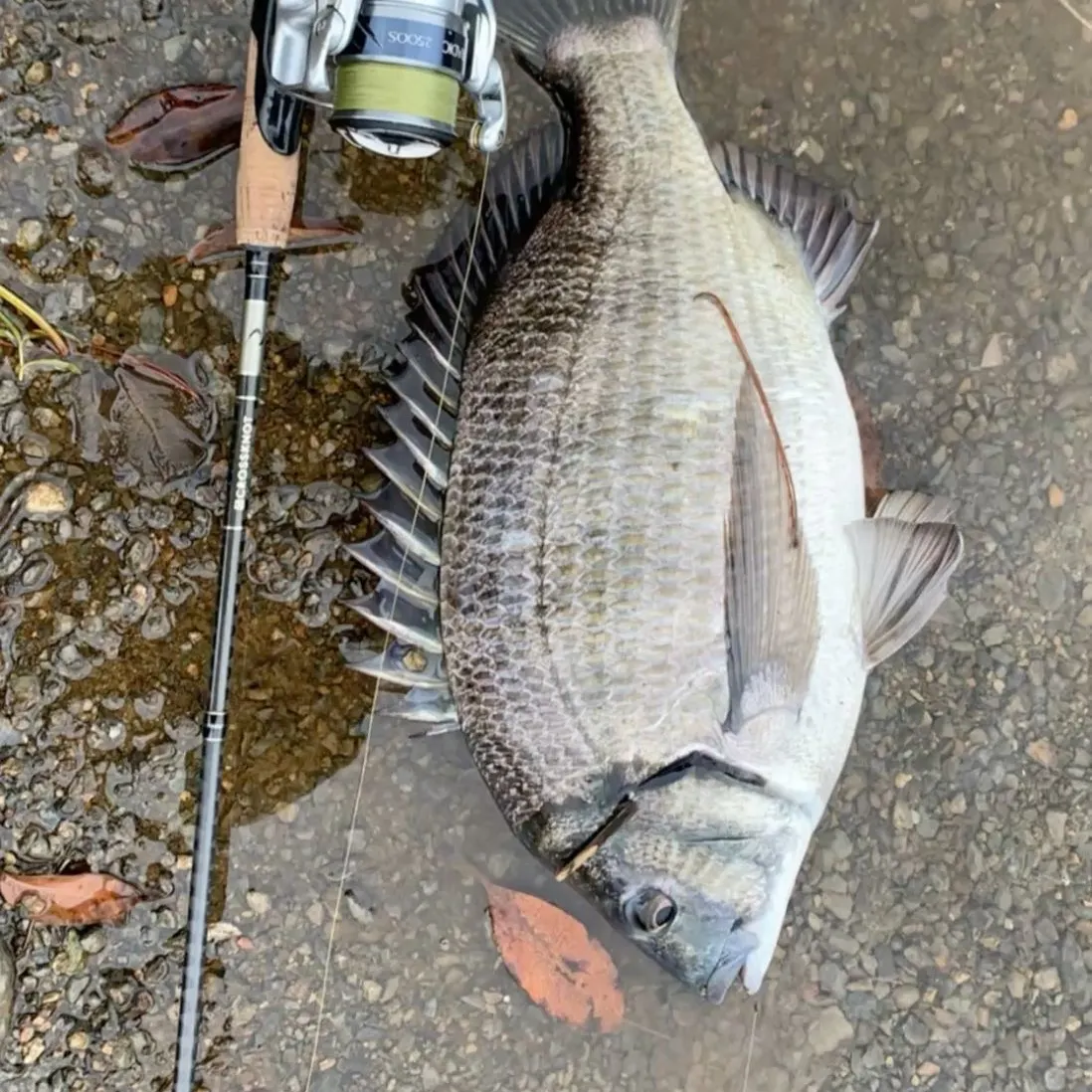 Fish caught on Fishbrain