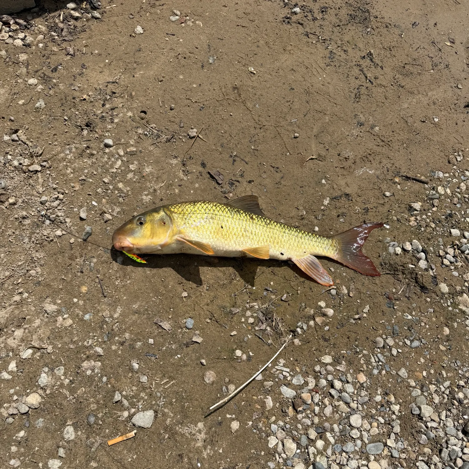 The most recent River redhorse catches on Fishbrain