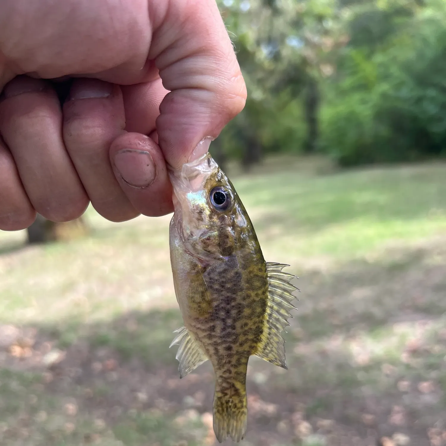 Warmouth caught on Fishbrain