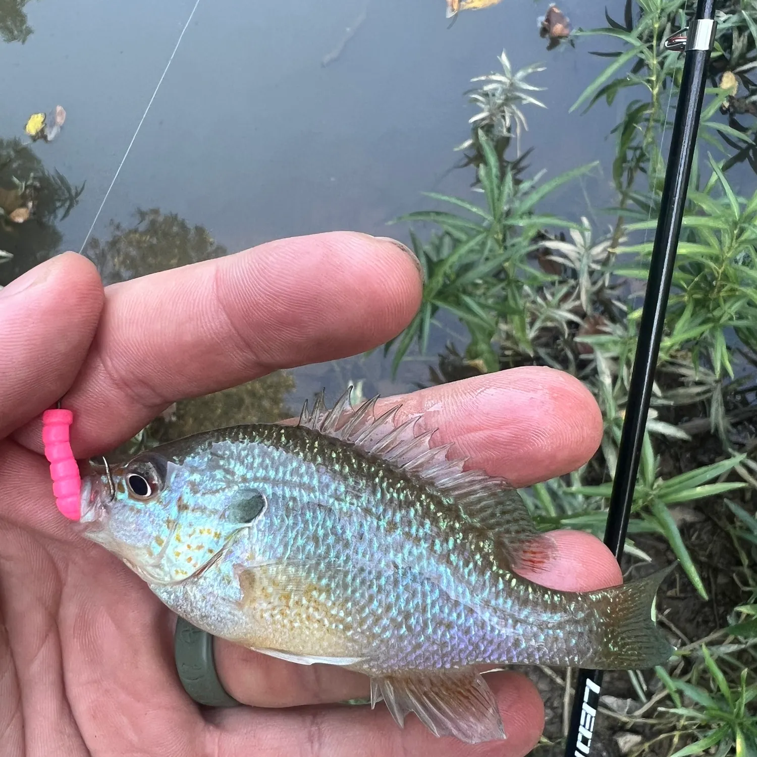 Longear sunfish caught on Fishbrain