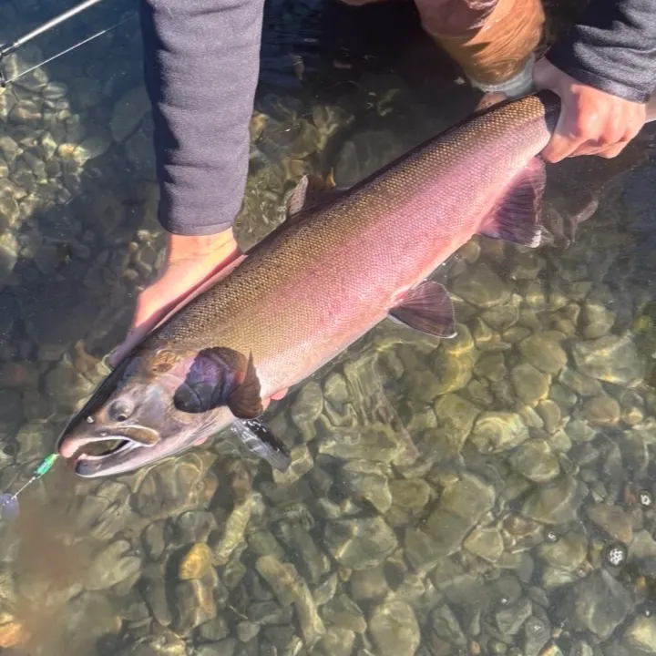 Coho salmon caught on Fishbrain