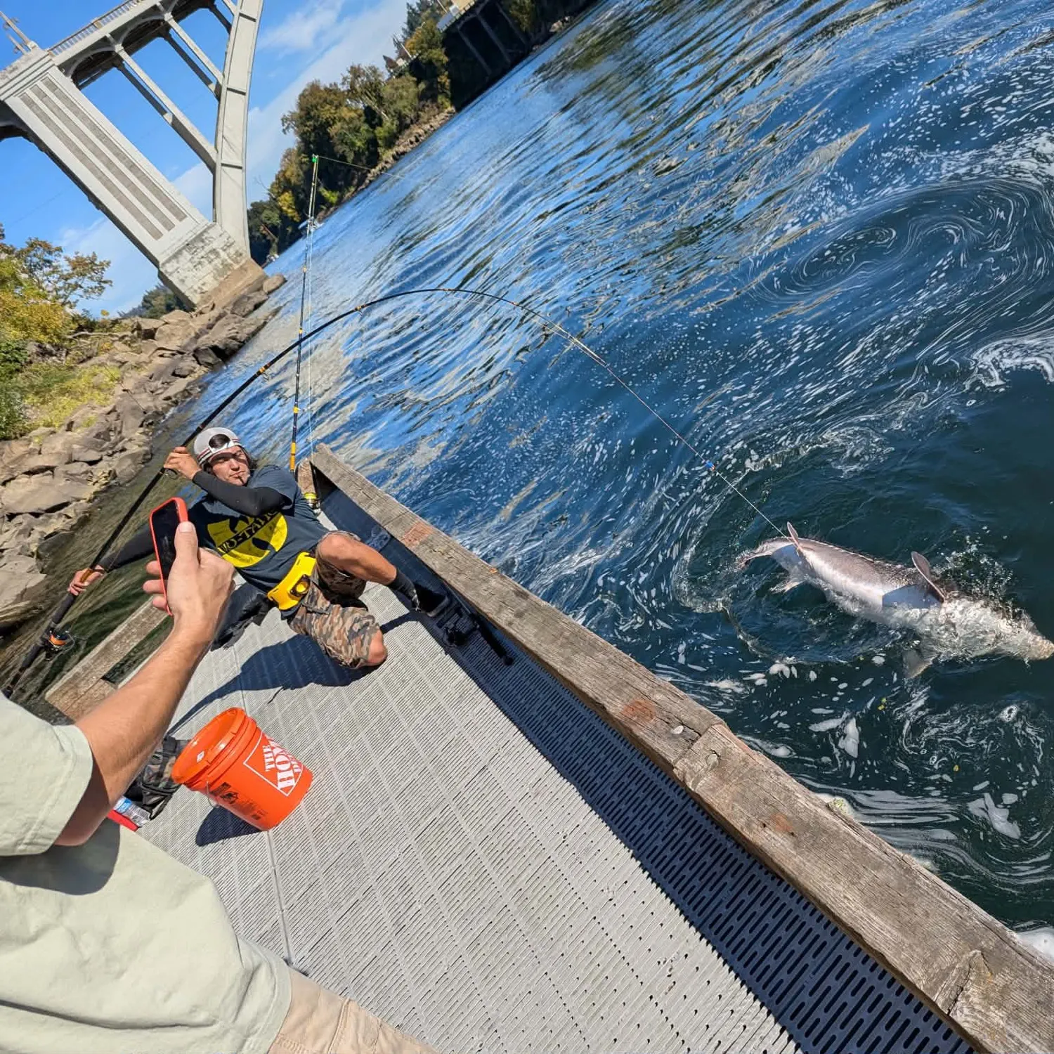 White sturgeon caught on Fishbrain
