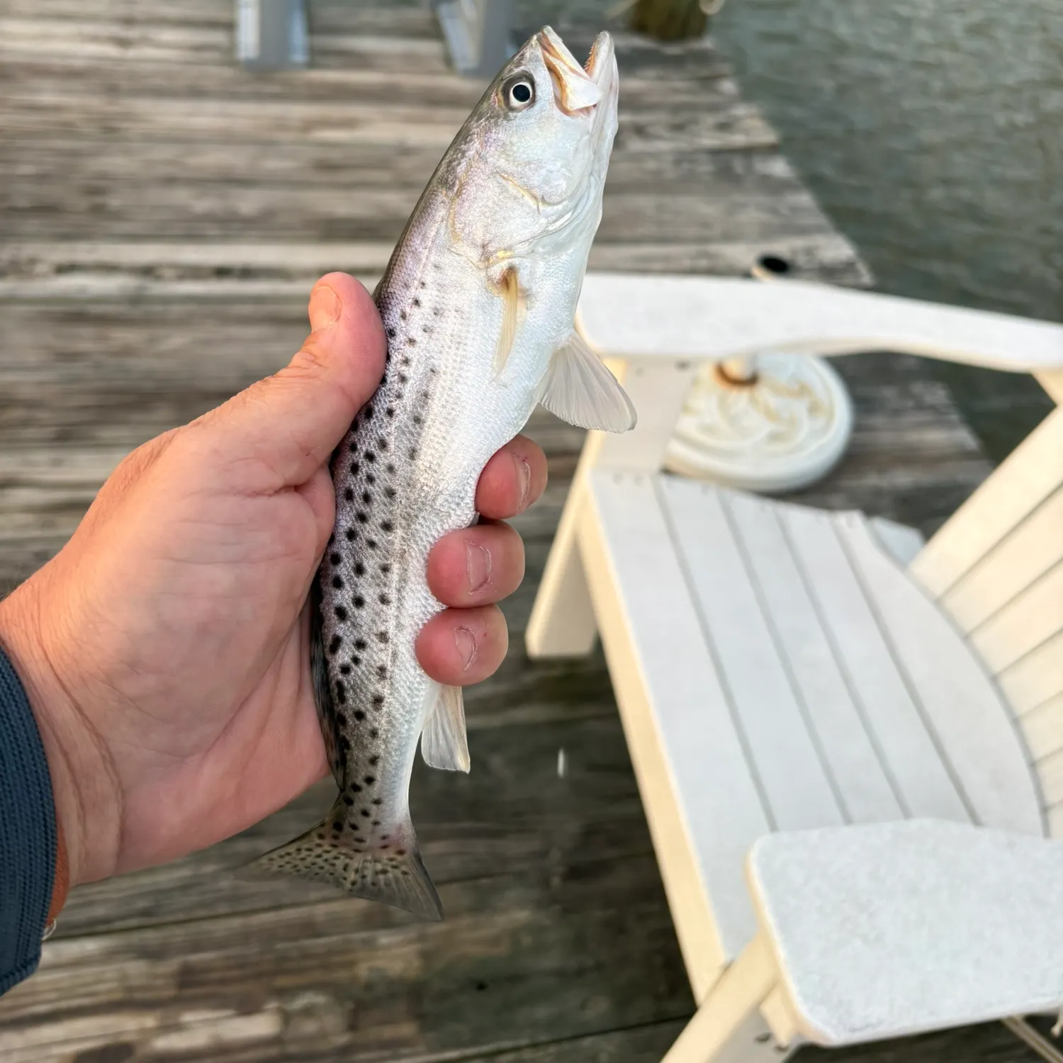 Spotted seatrout caught on Fishbrain