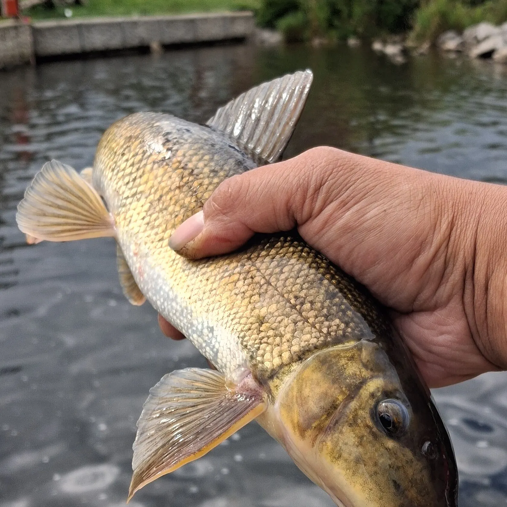 The most recent White sucker catches on Fishbrain
