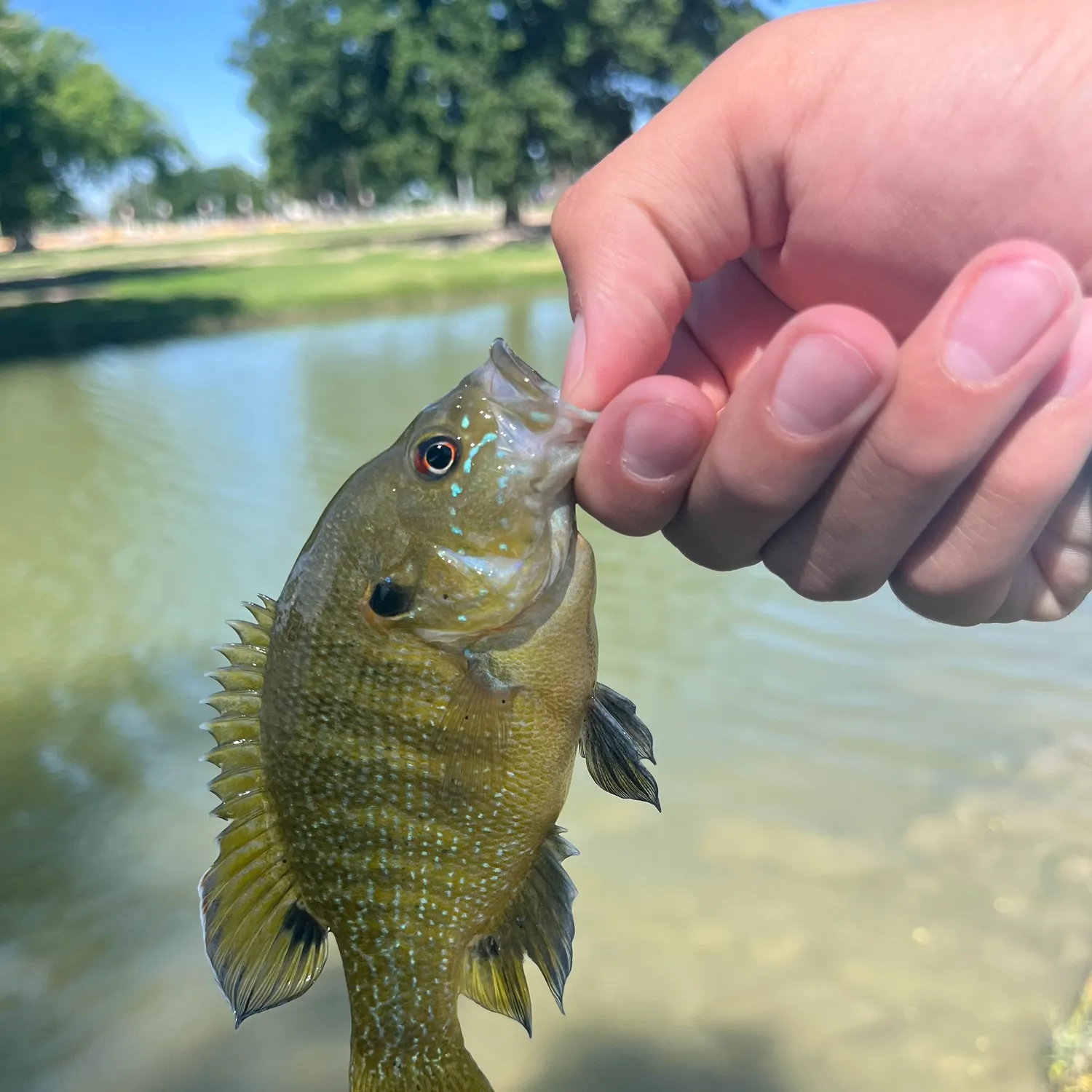 The most recent Magnolia crappie catches on Fishbrain